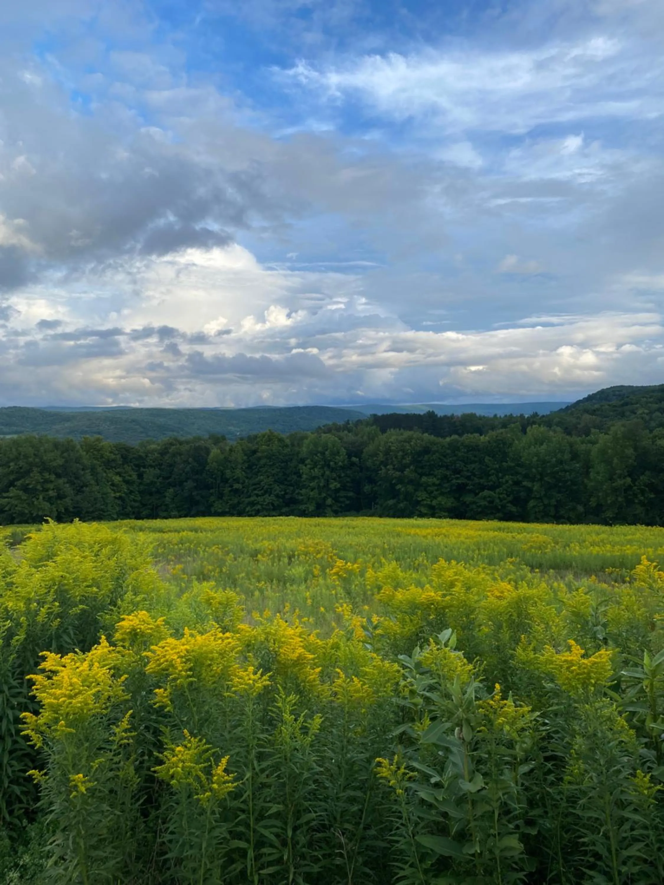 View (from property/room) in August Lodge Cooperstown