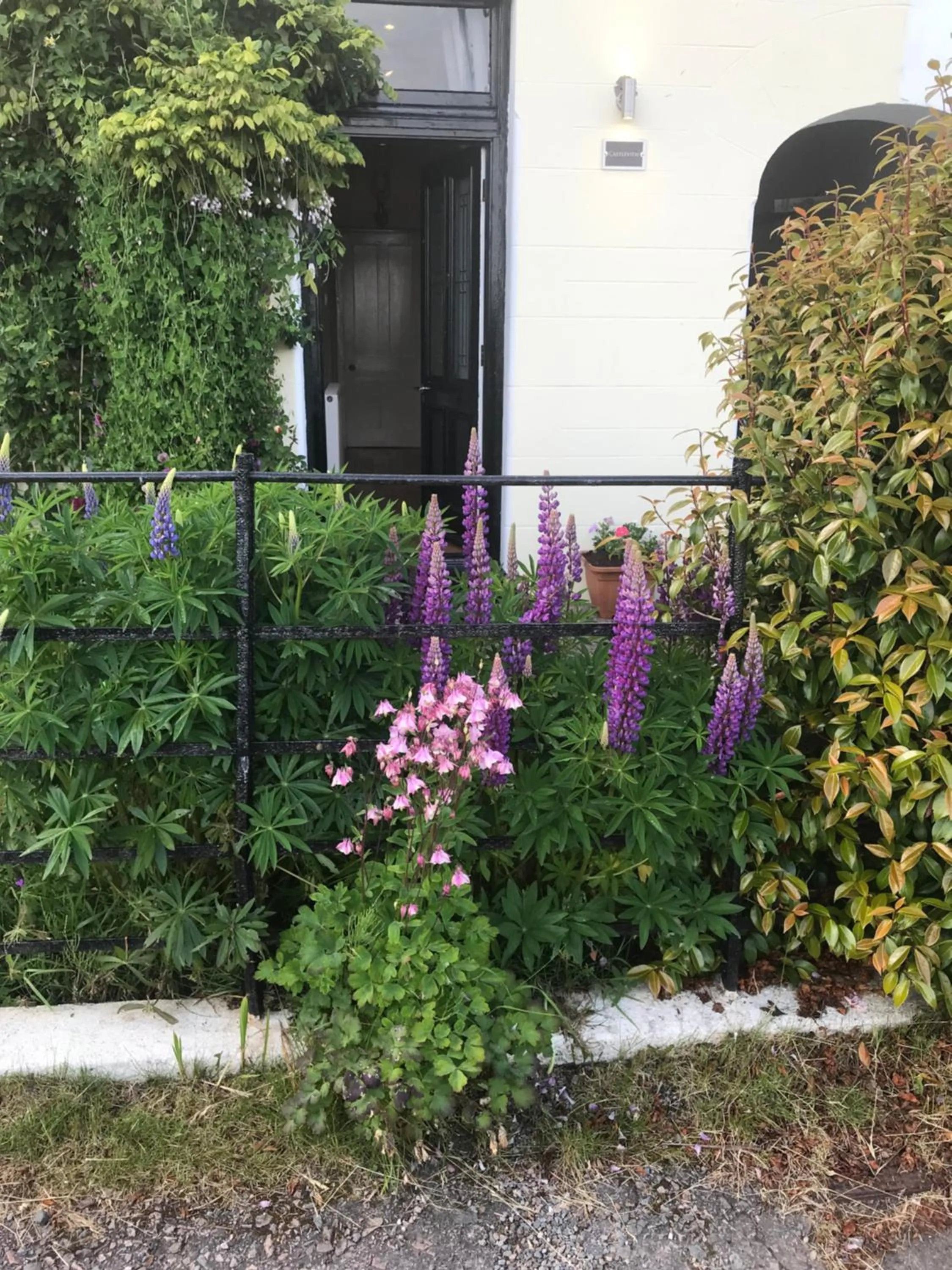 Garden in Castle View