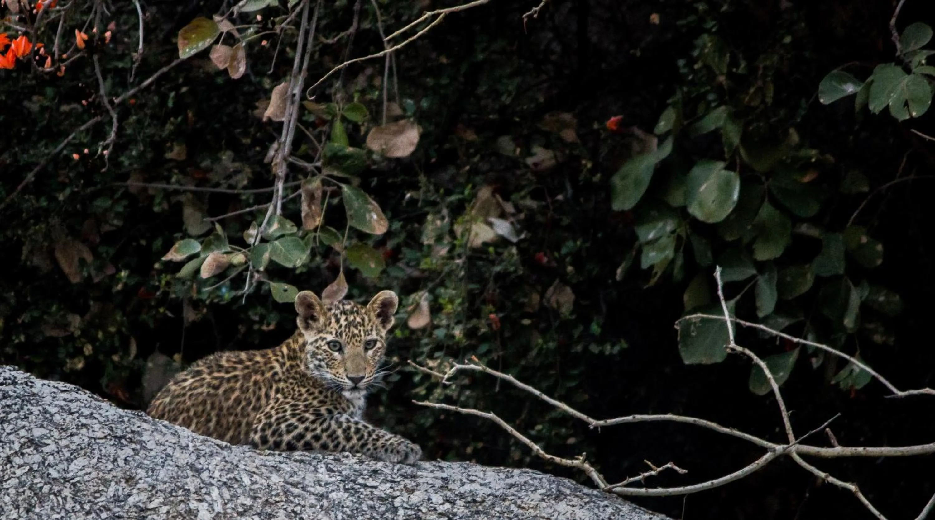 Activities in Amritara Jawai Resort