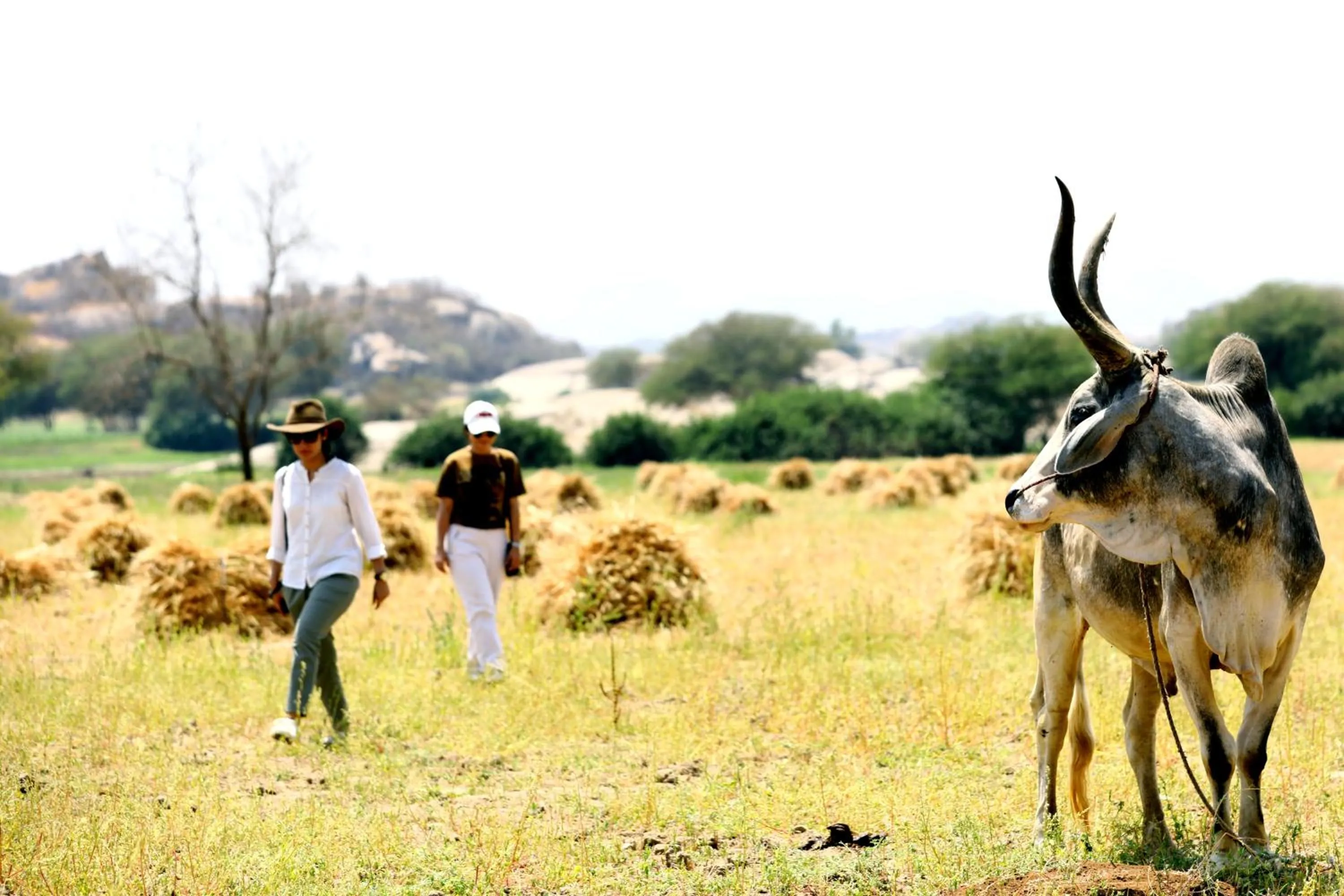 Activities in Amritara Jawai Resort