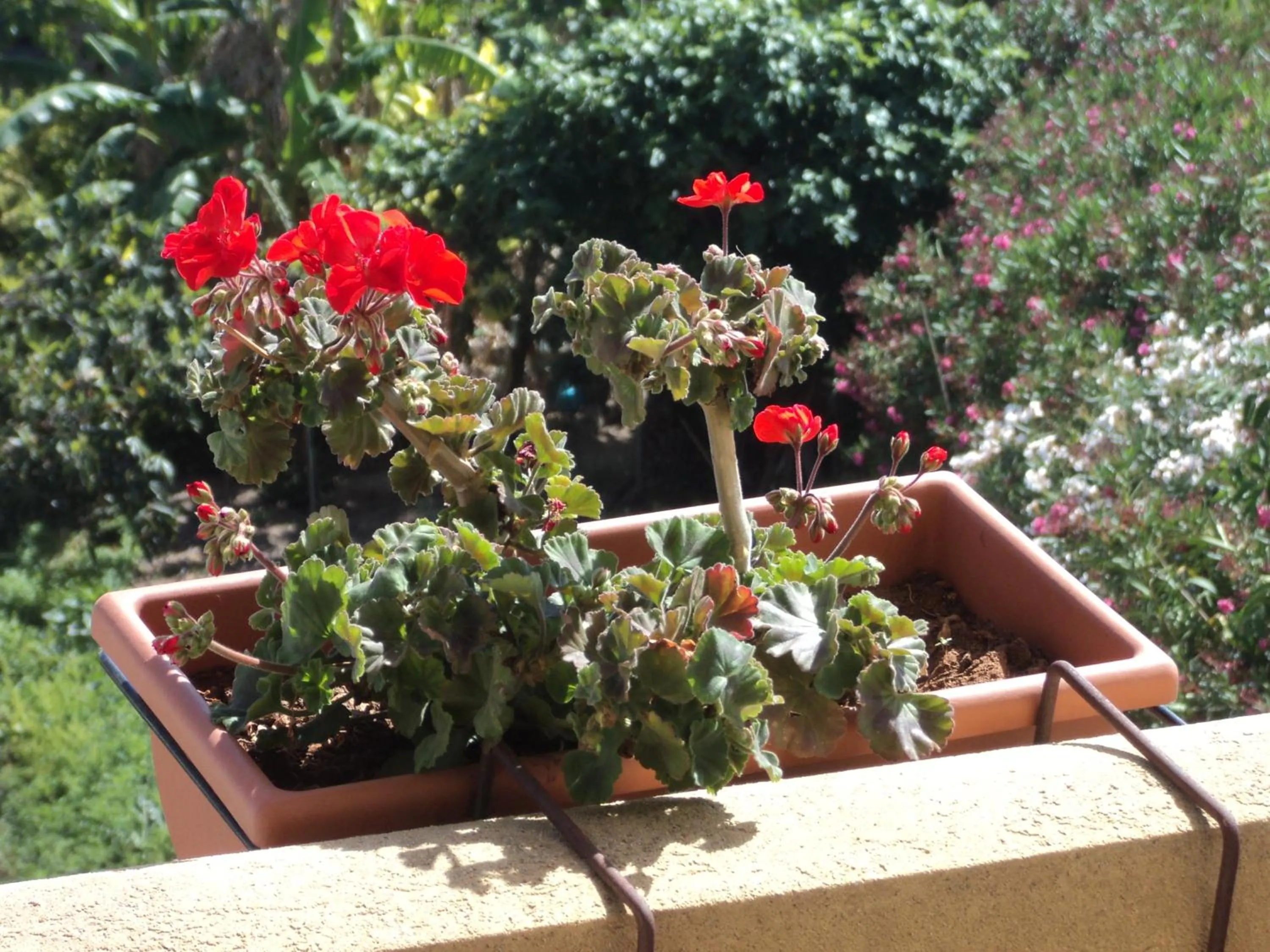 Balcony/Terrace in B&B Sbarco dei 1000