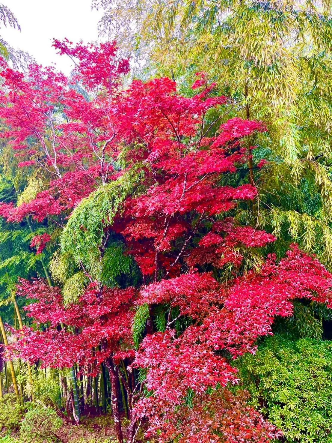 Natural landscape in Fuji-Hakone Guest House