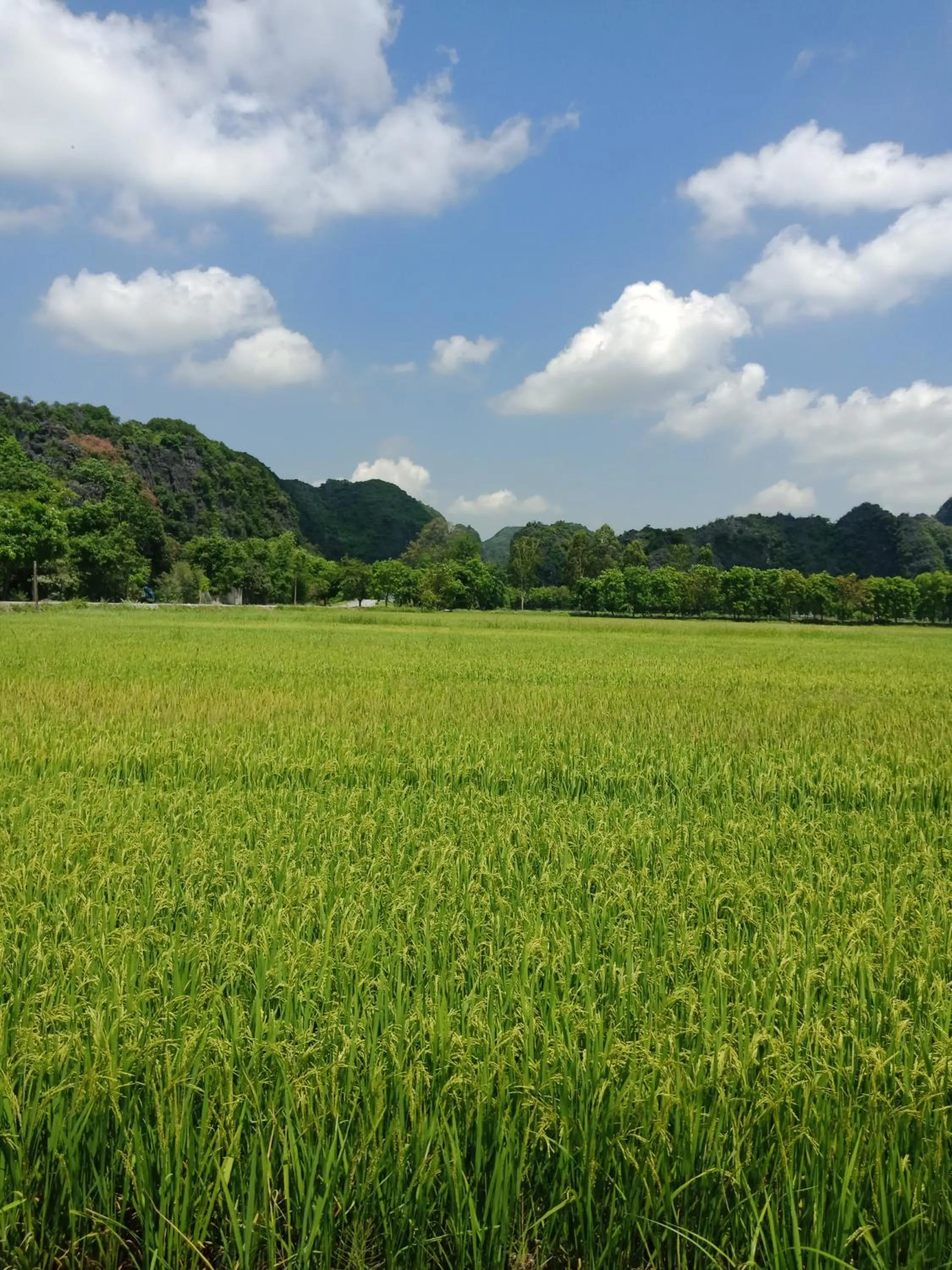 Neighbourhood in Tam Coc Valley Bung