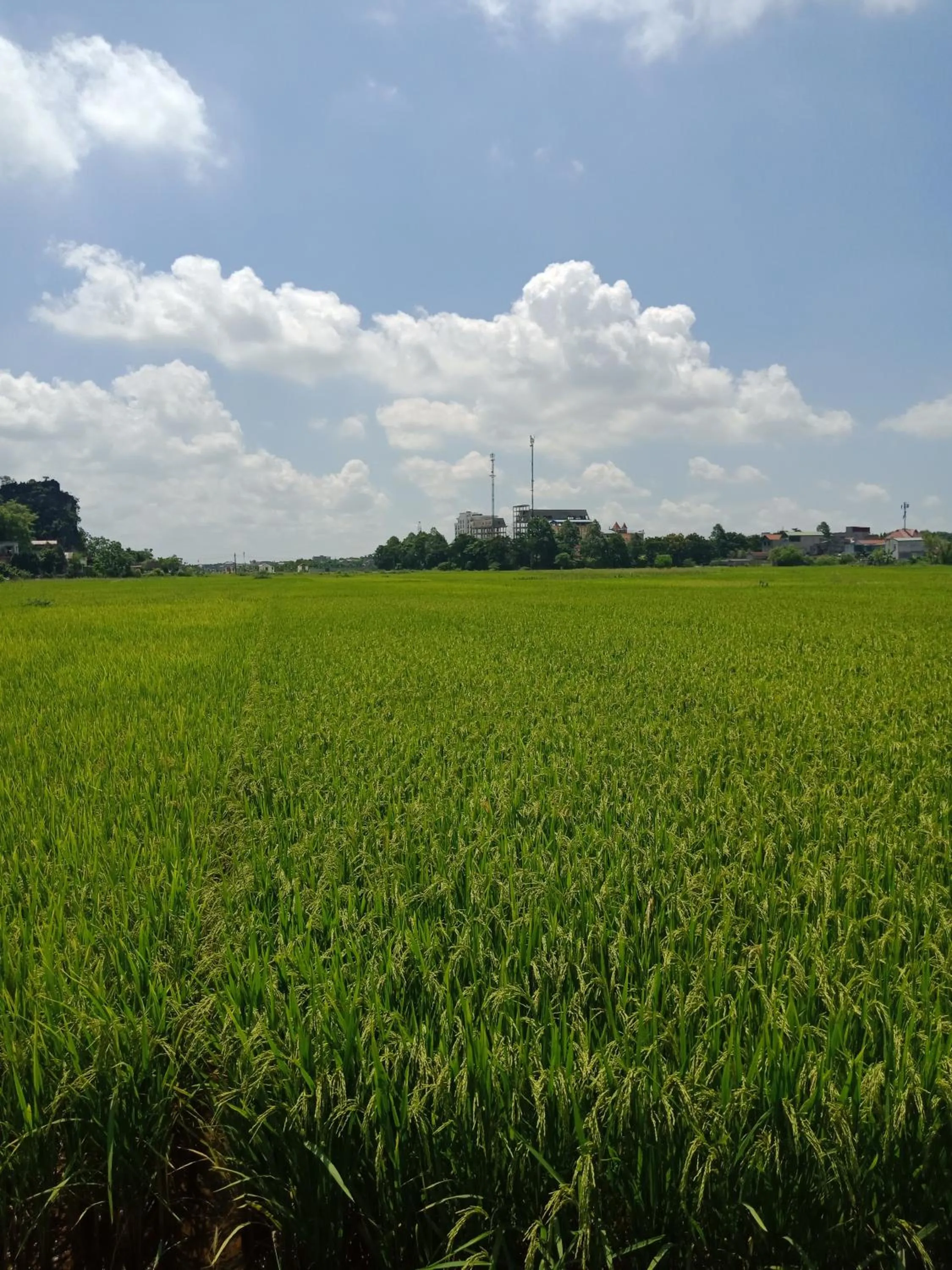 Natural landscape in Tam Coc Valley Bung