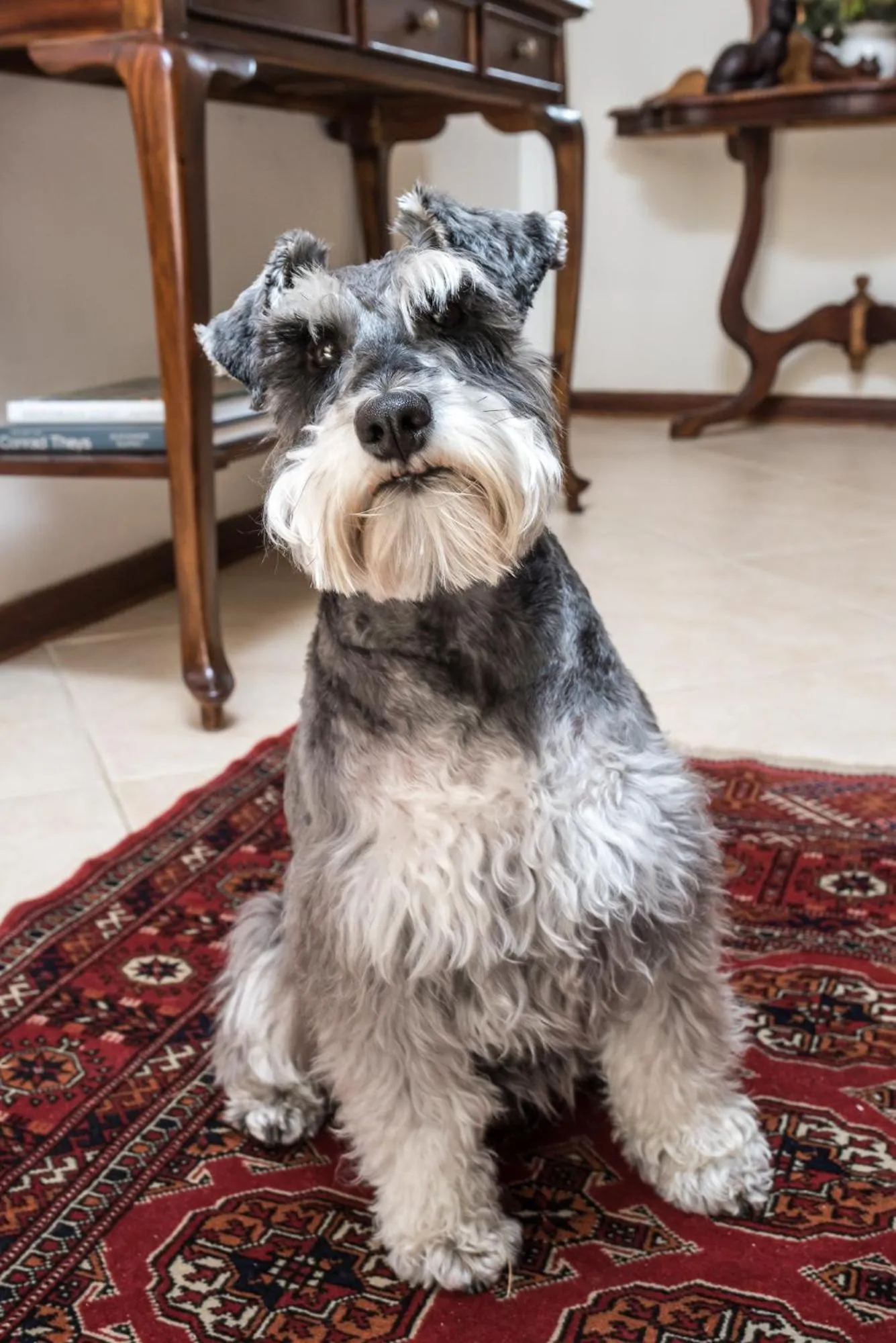 Pets in Blaauwheim Guest House