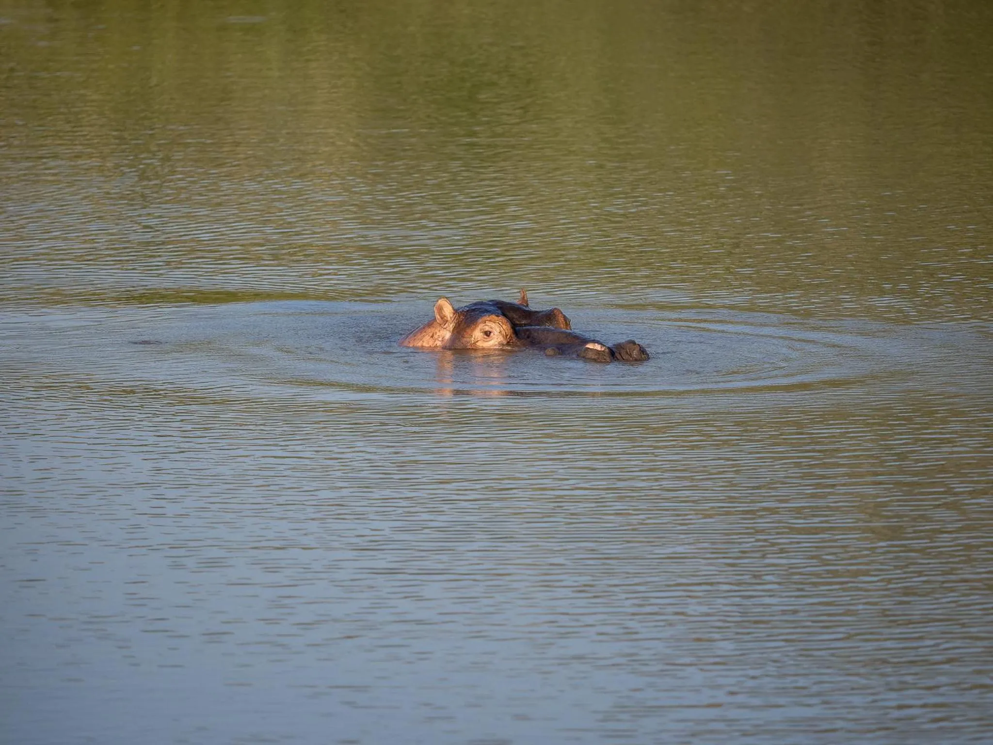 Natural landscape in Lush Private Game Lodge