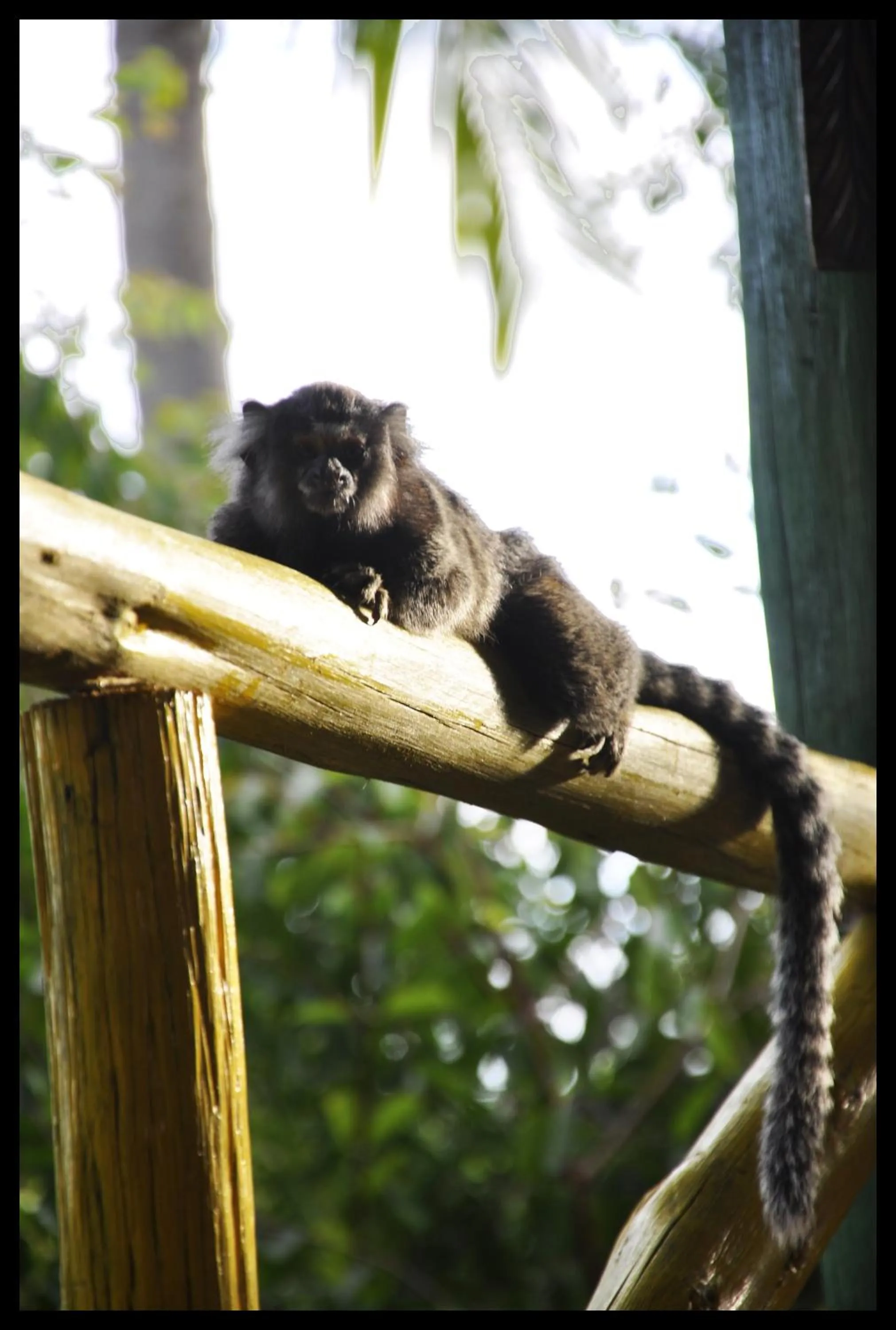 Garden in Imbassaí Pousada Hostel Lujimba