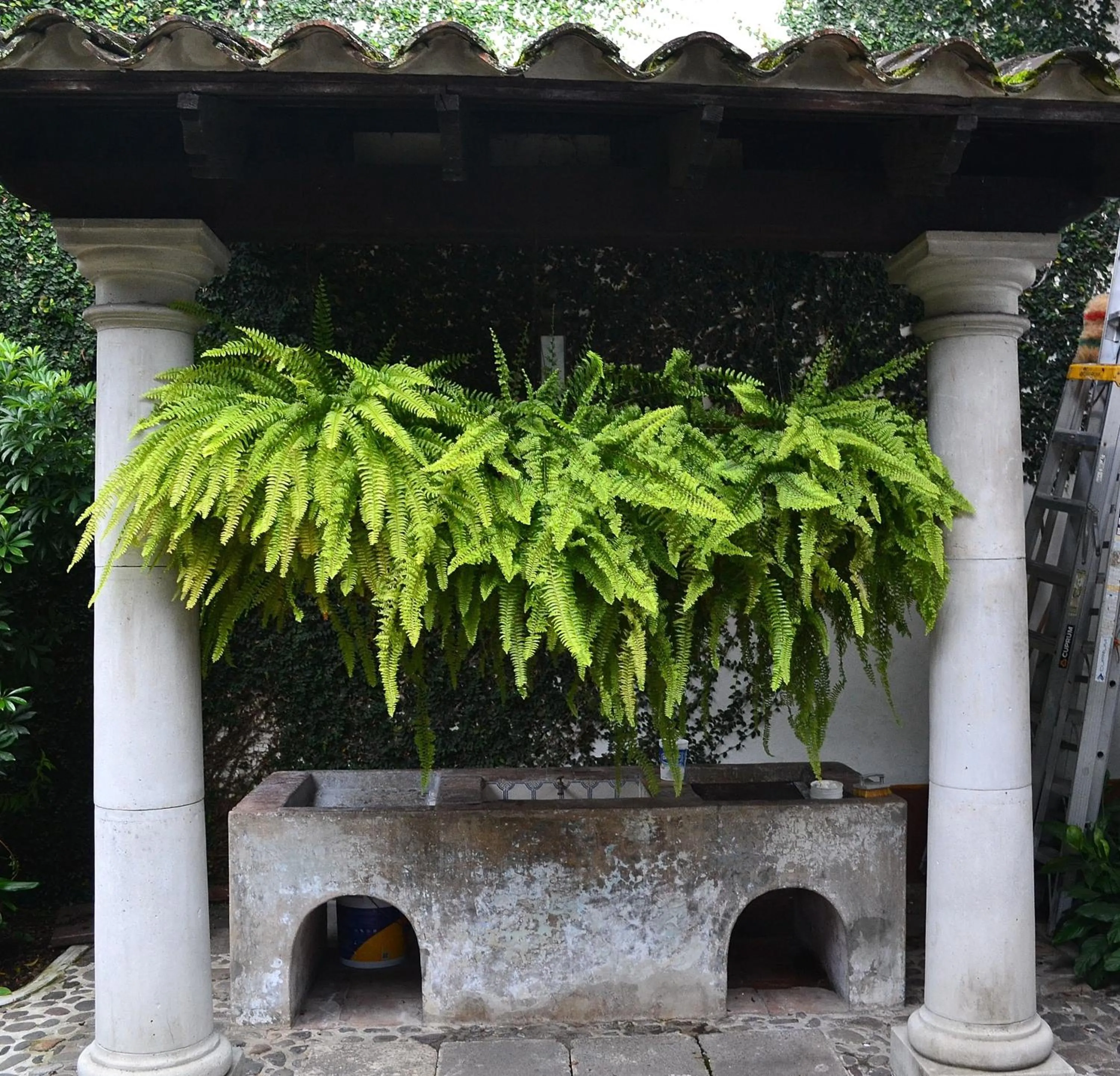 Garden in Meson del Alferez Coatepec