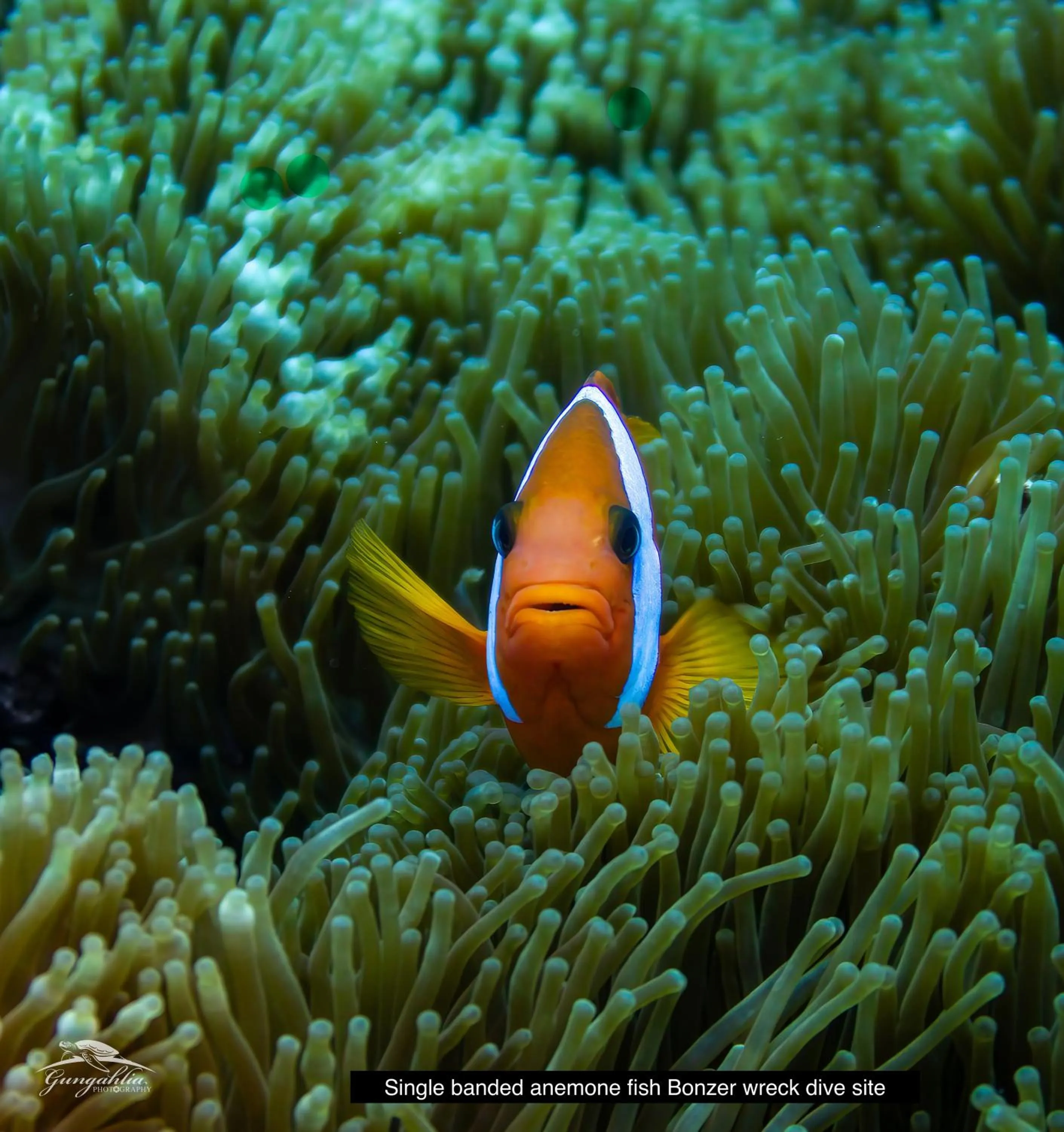 Animals in Hideaway Island Resort