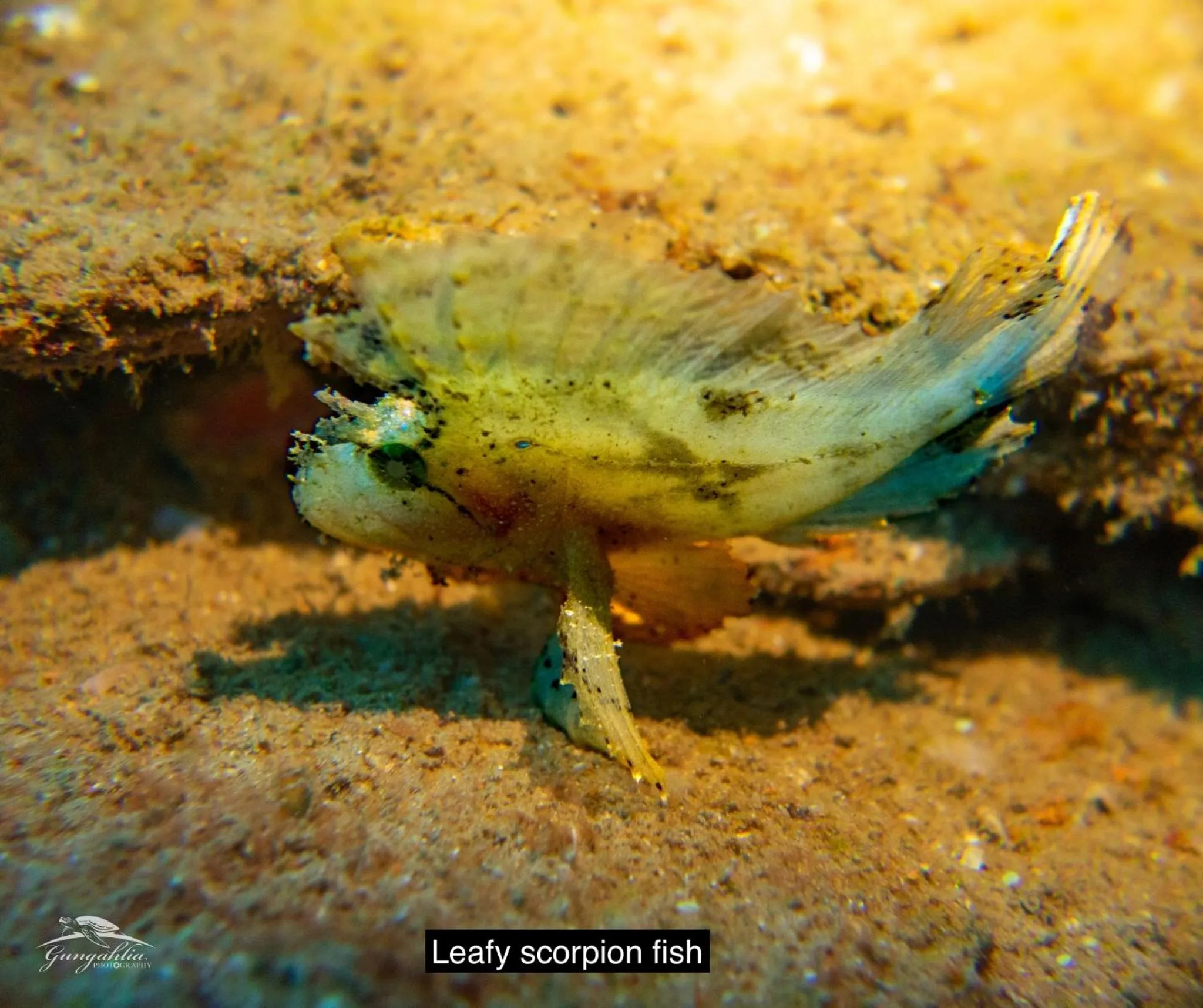 Animals in Hideaway Island Resort