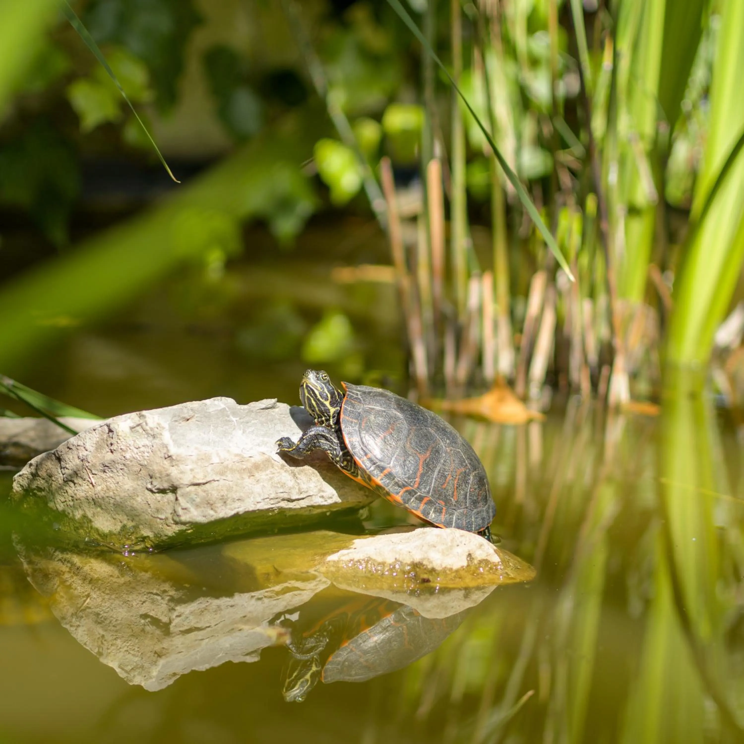 Garden in El Nido de Alaro - Turismo de Interior