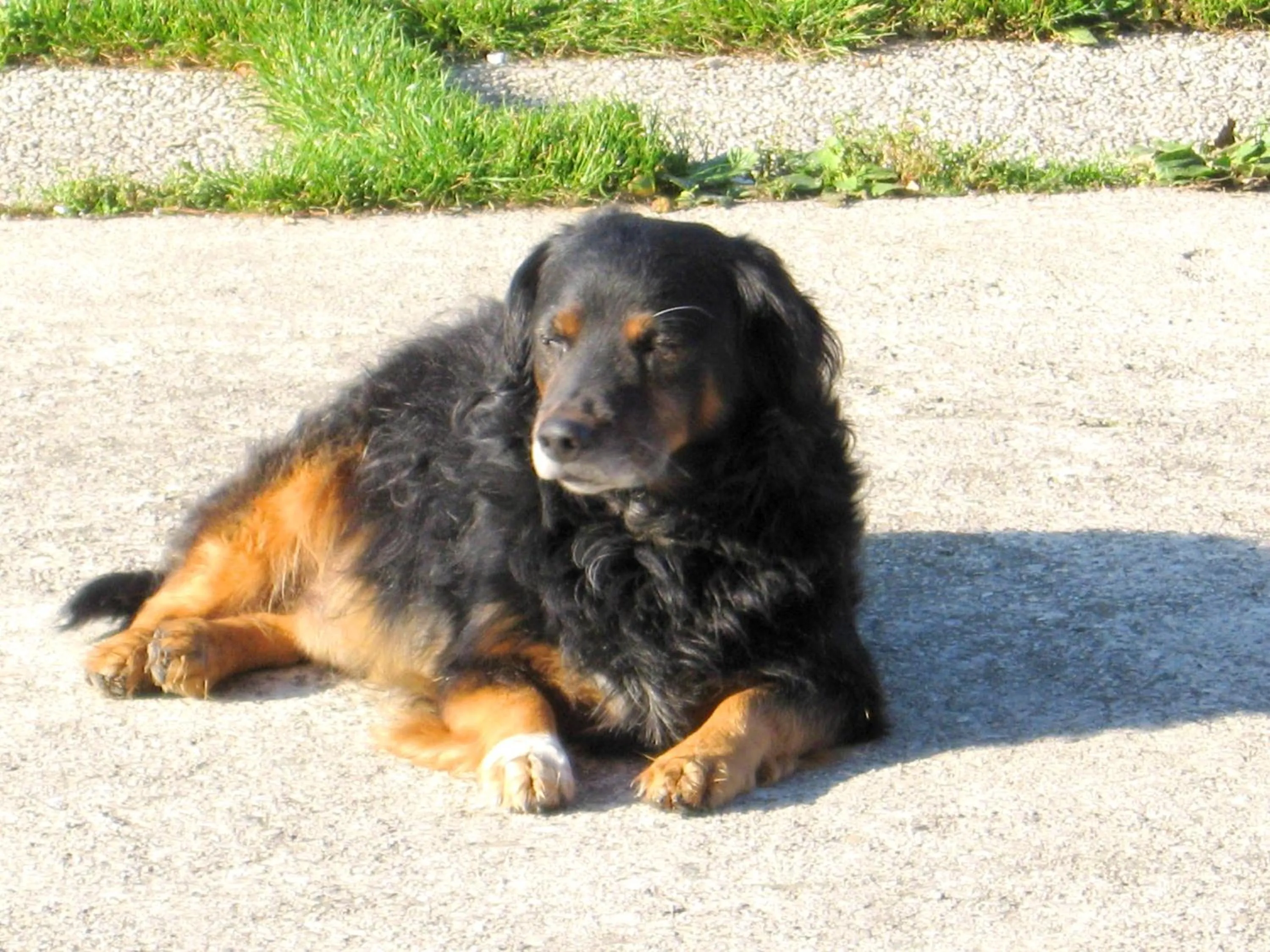 Animals in B&B Garnì Da Vito