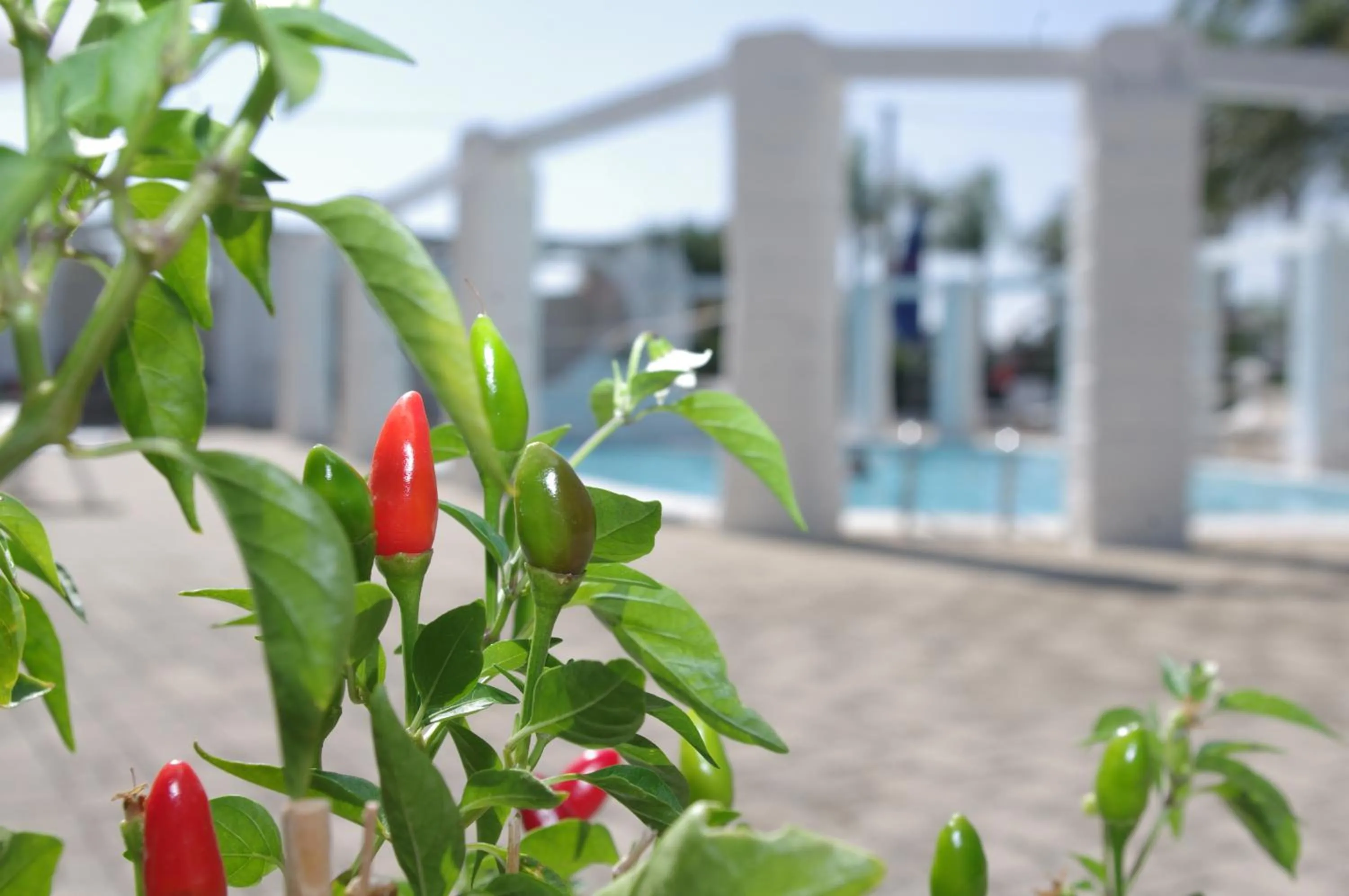 Pool view in Hotel Nicolaj