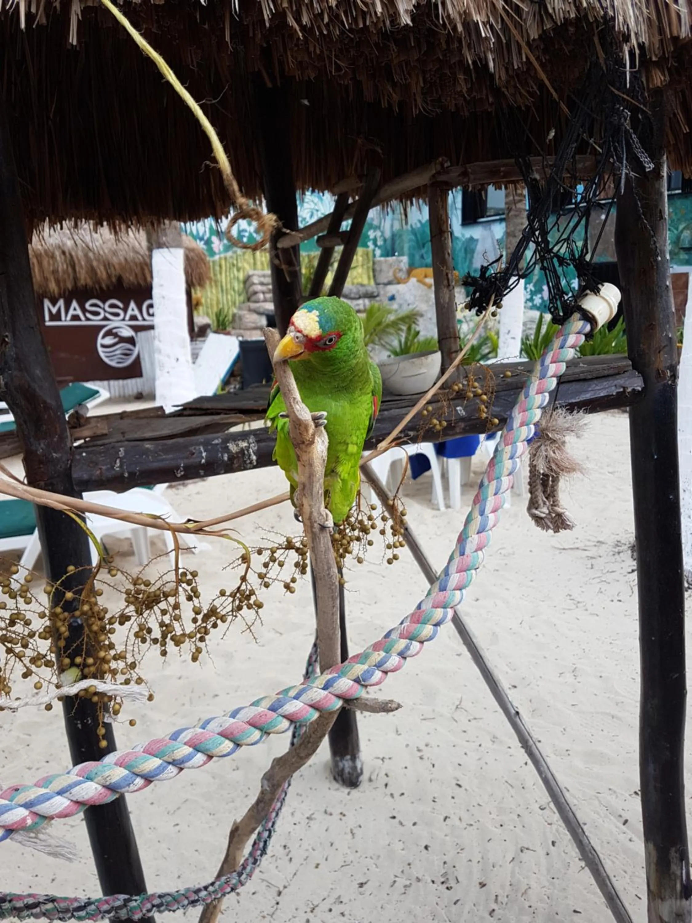 Other Animals in Costa del Mar