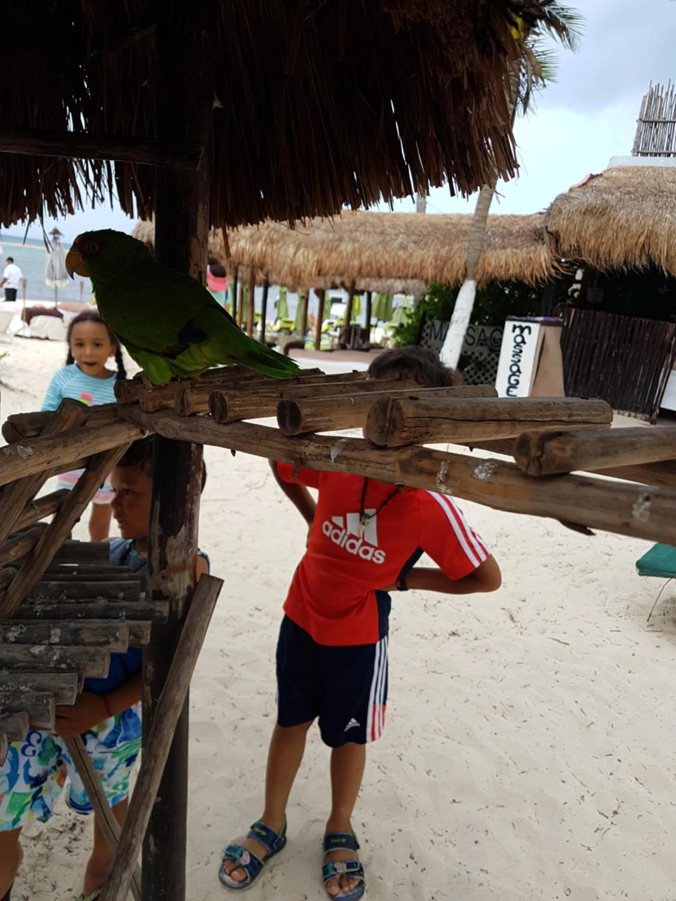 Pets in Costa del Mar