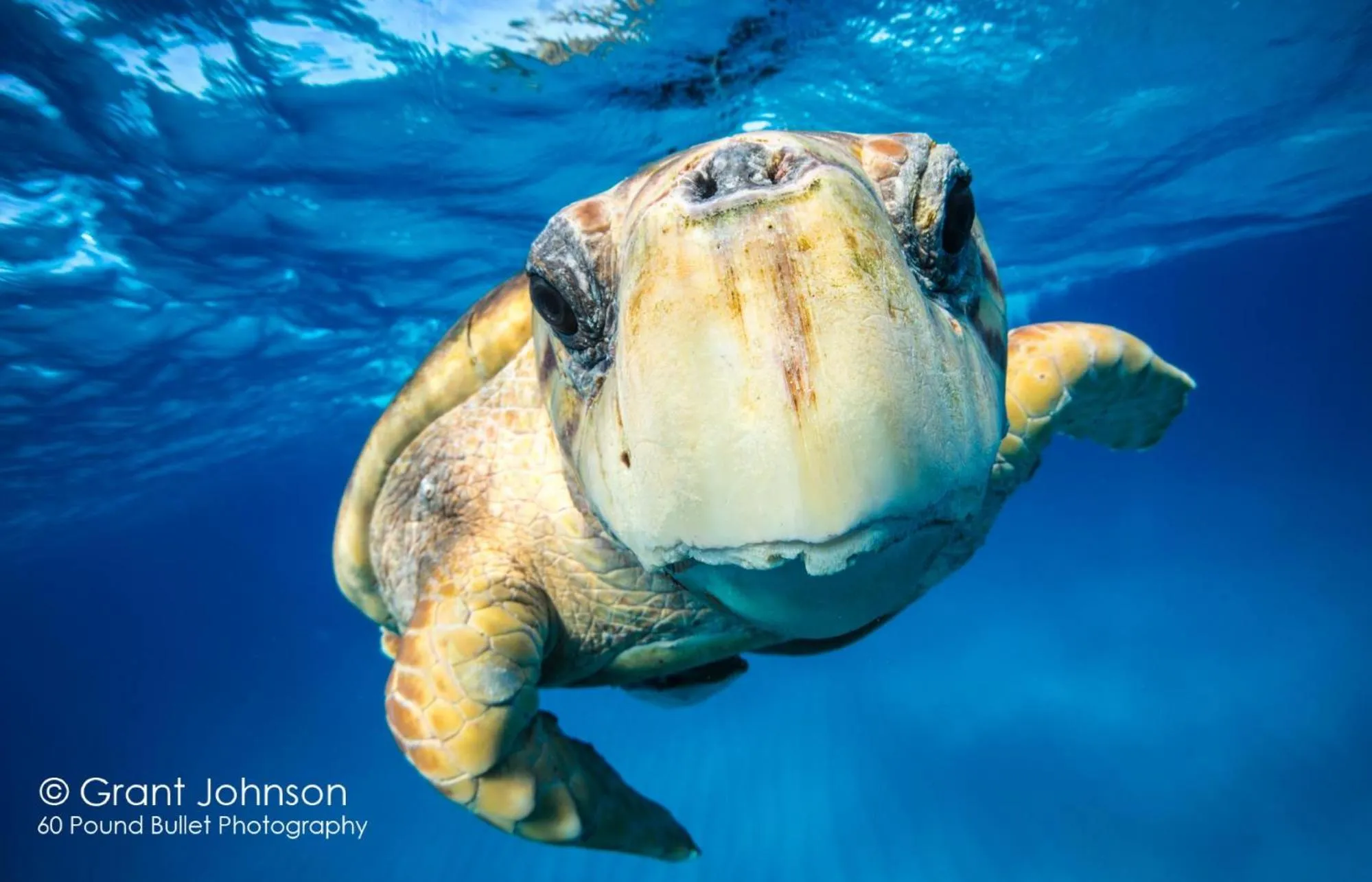 Snorkeling in Bimini Big Game Club Resort & Marina