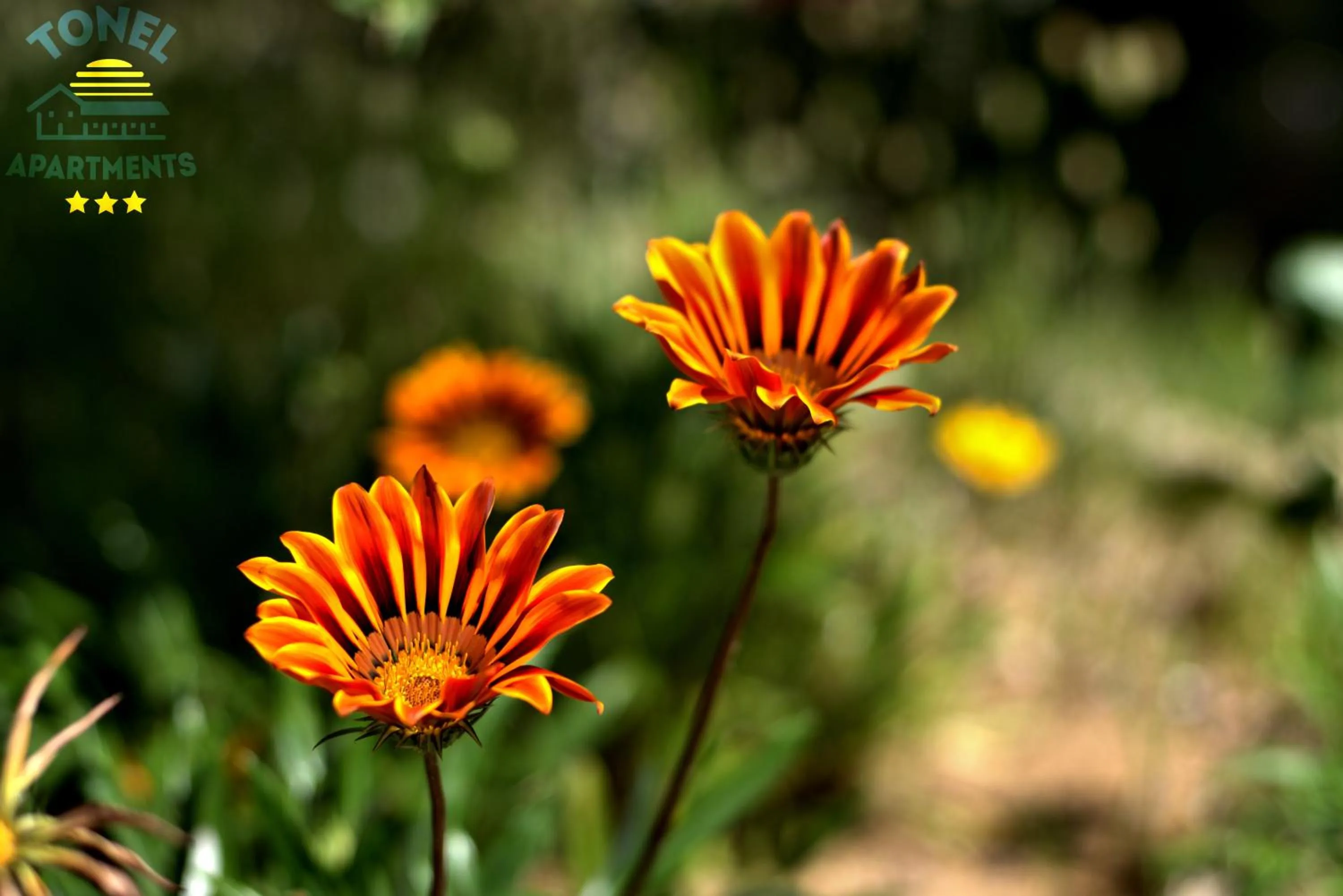 Garden in Tonel Apartamentos Turisticos