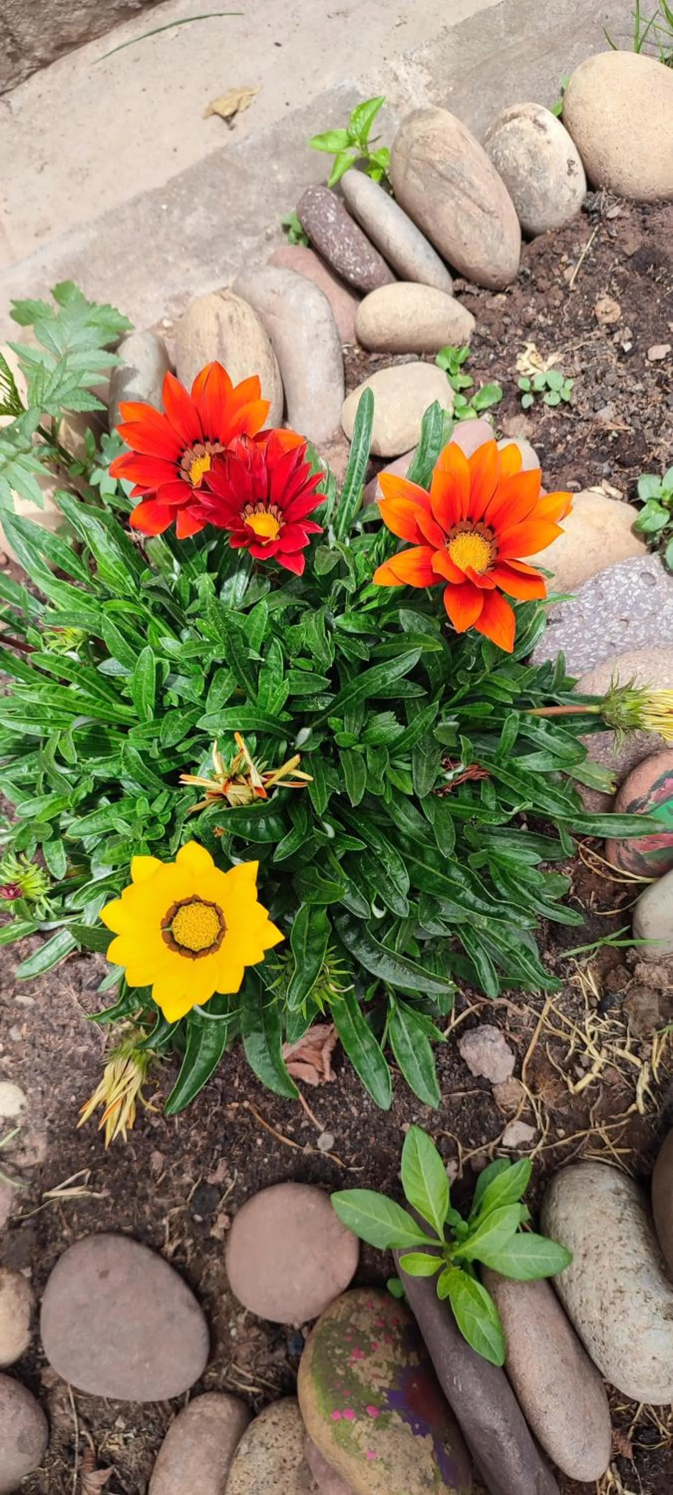Garden in Hospedaje Chaska Pisac