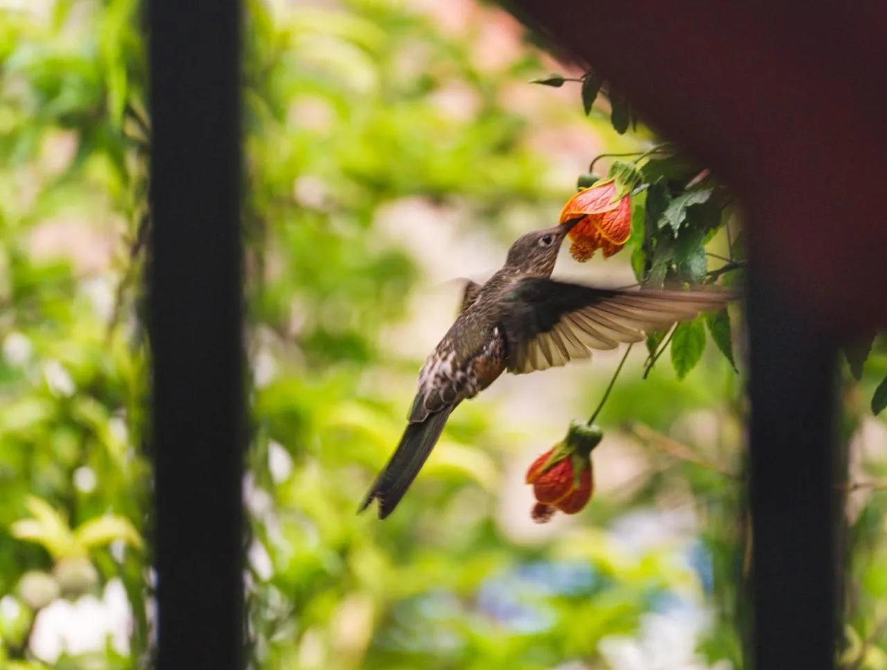 Hospedaje Chaska Pisac