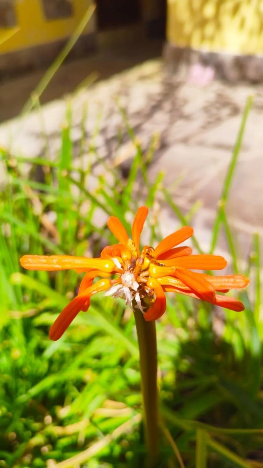 Hospedaje Chaska Pisac
