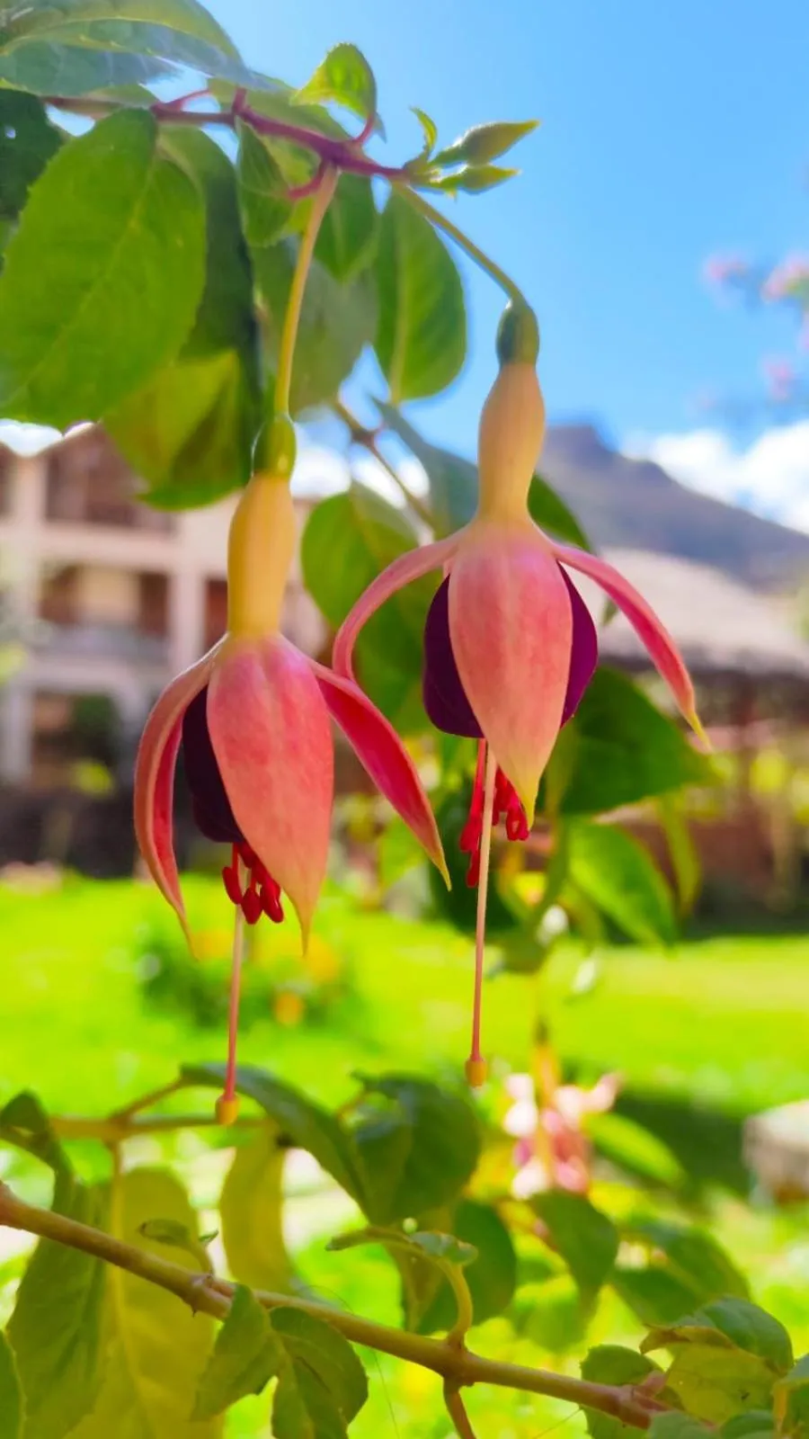 Hospedaje Chaska Pisac