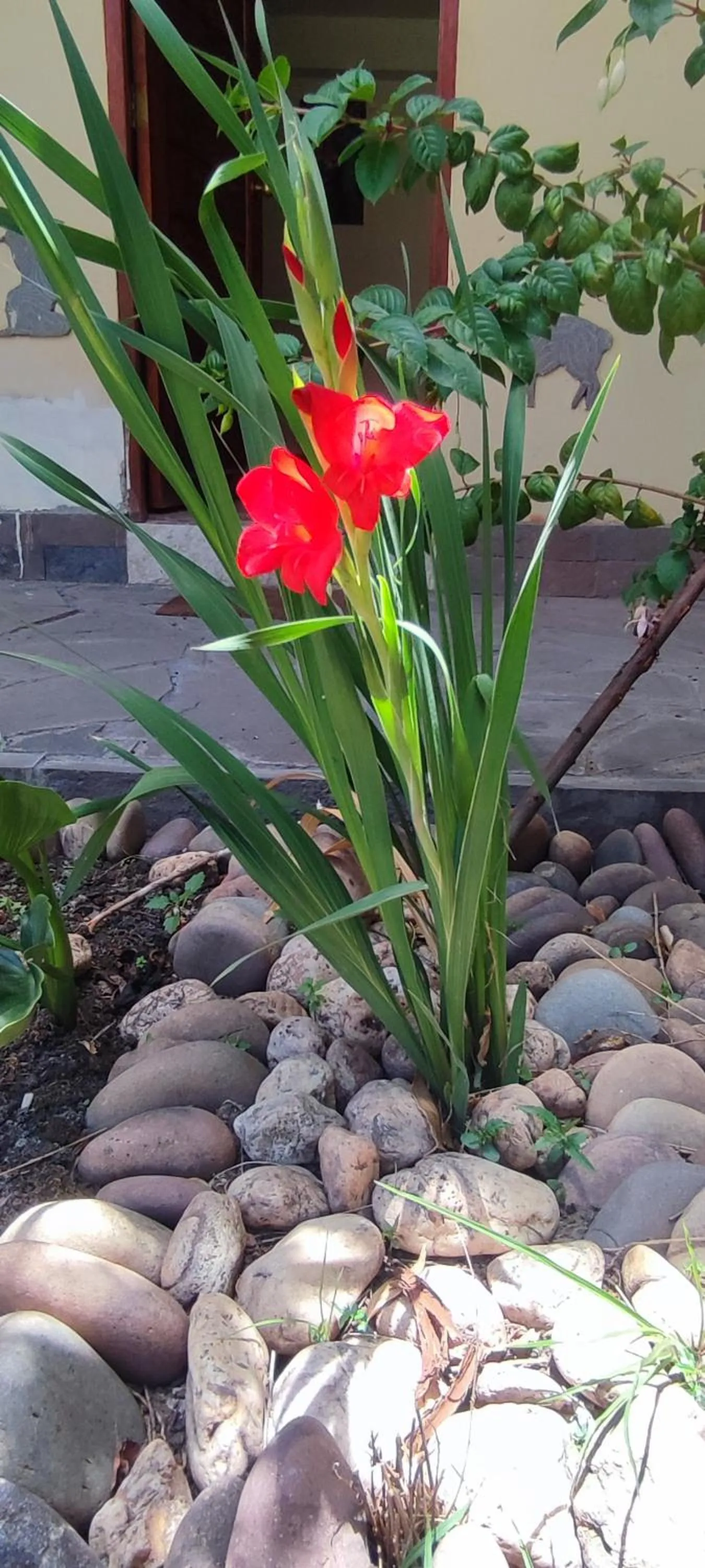 Garden in Hospedaje Chaska Pisac