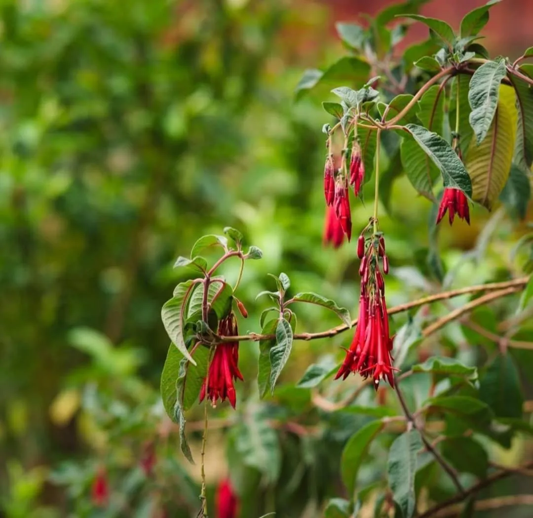 Natural landscape in Hospedaje Chaska Pisac
