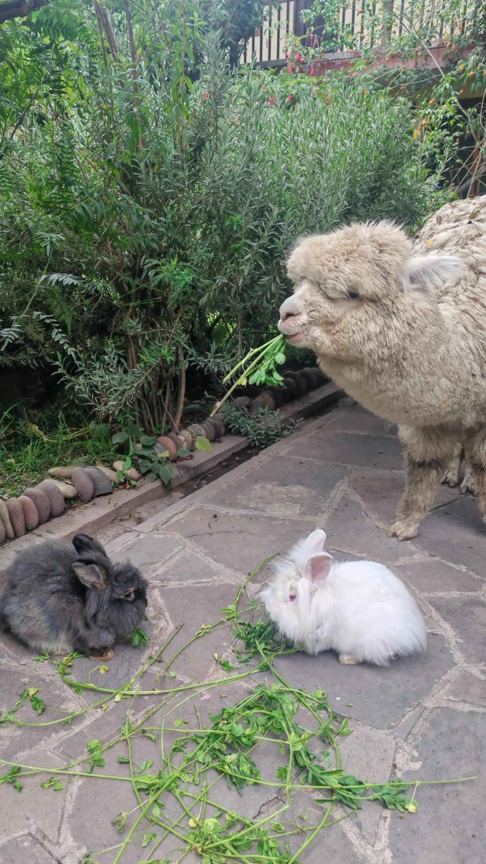Hospedaje Chaska Pisac