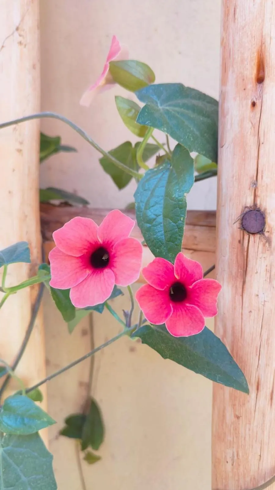 Hospedaje Chaska Pisac