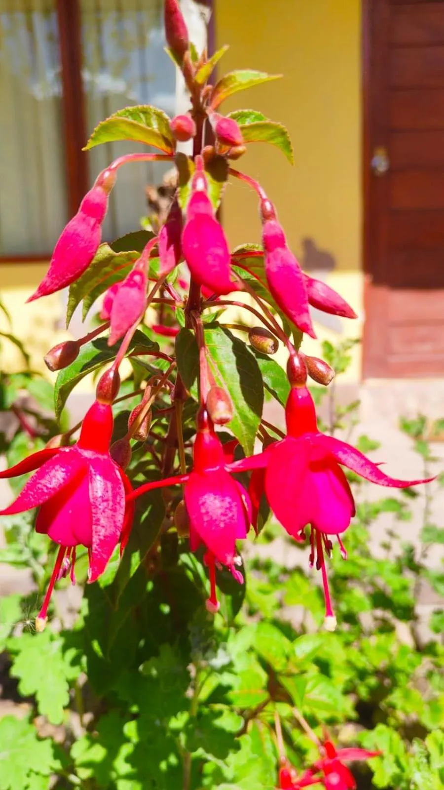 Hospedaje Chaska Pisac