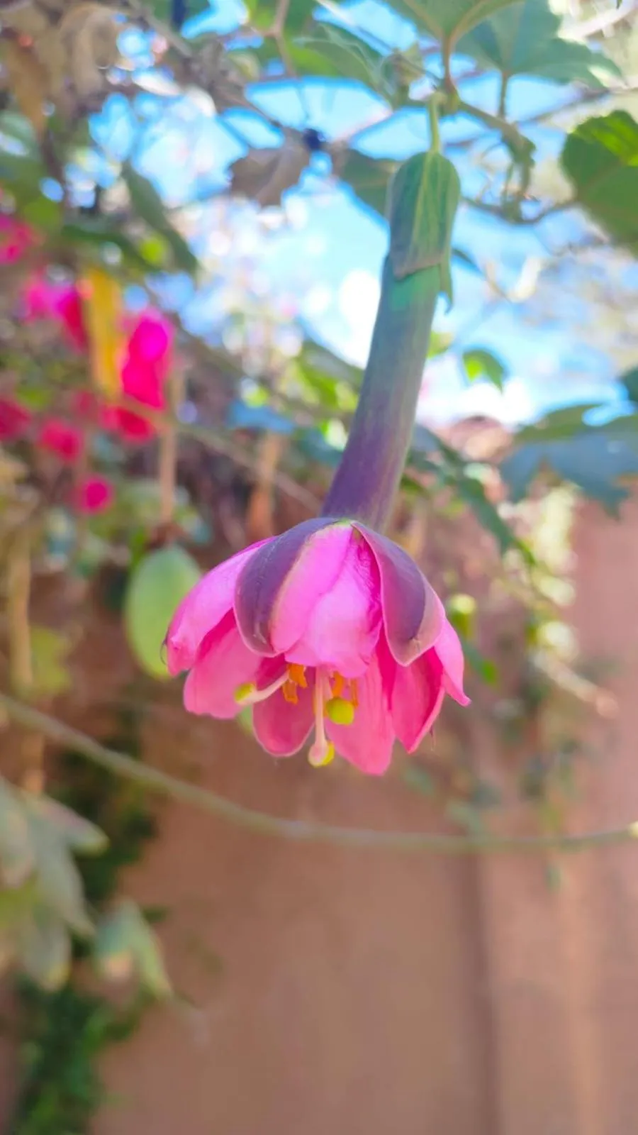 Hospedaje Chaska Pisac