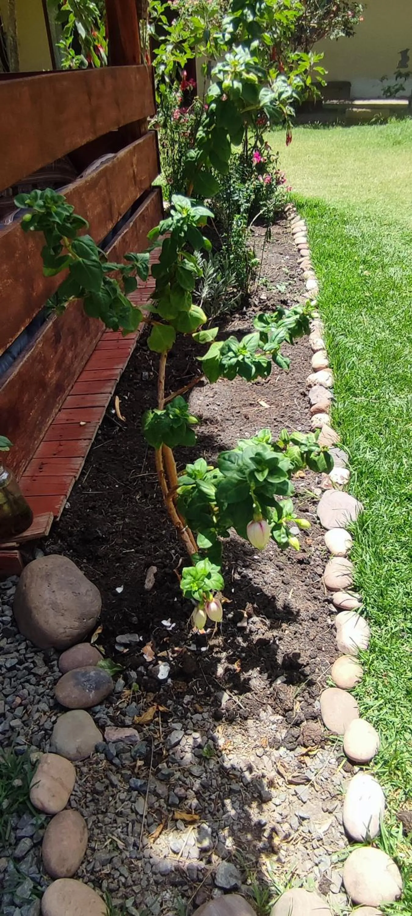 Garden in Hospedaje Chaska Pisac