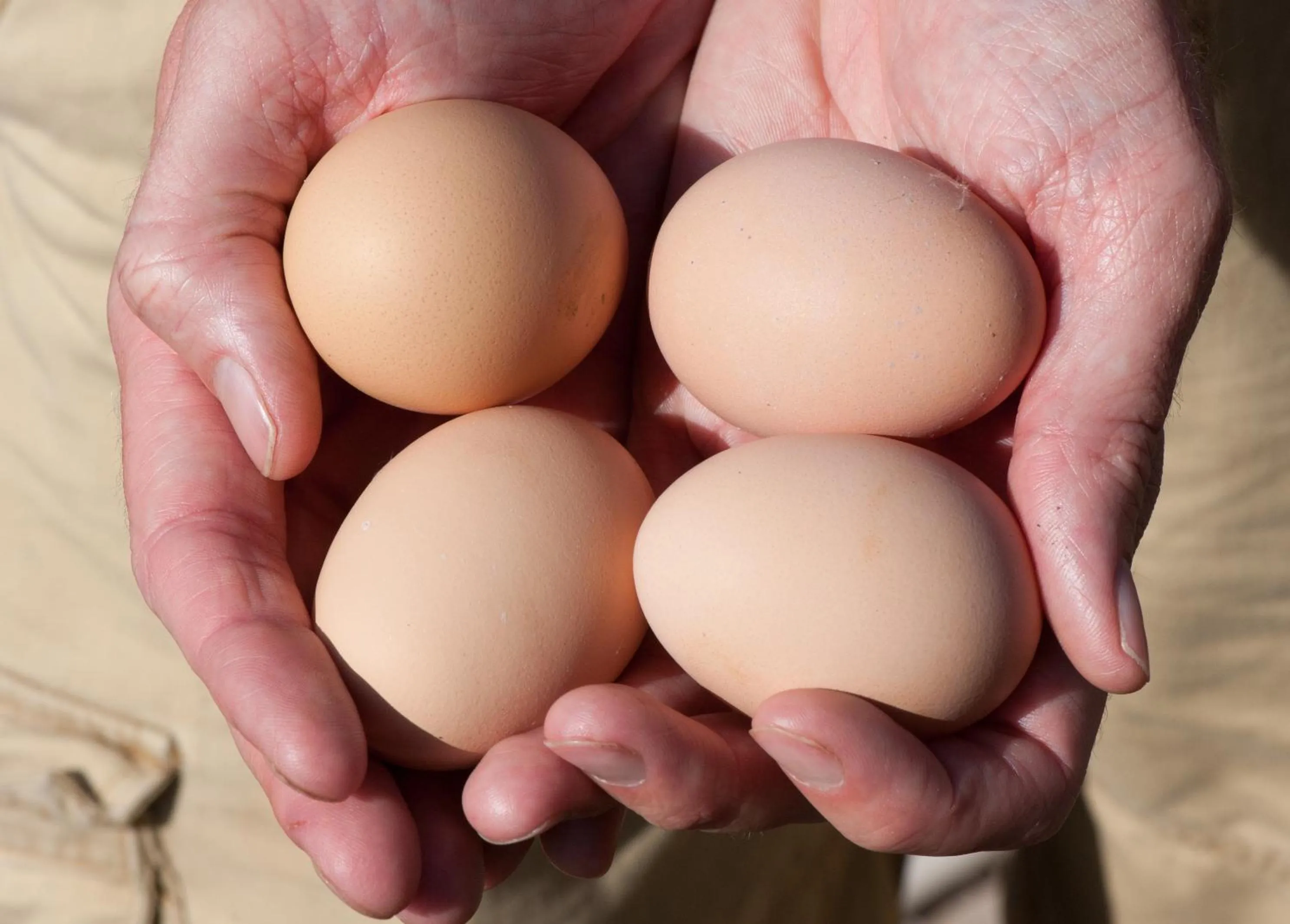 Food close-up in Boulder Mountain Guest Ranch