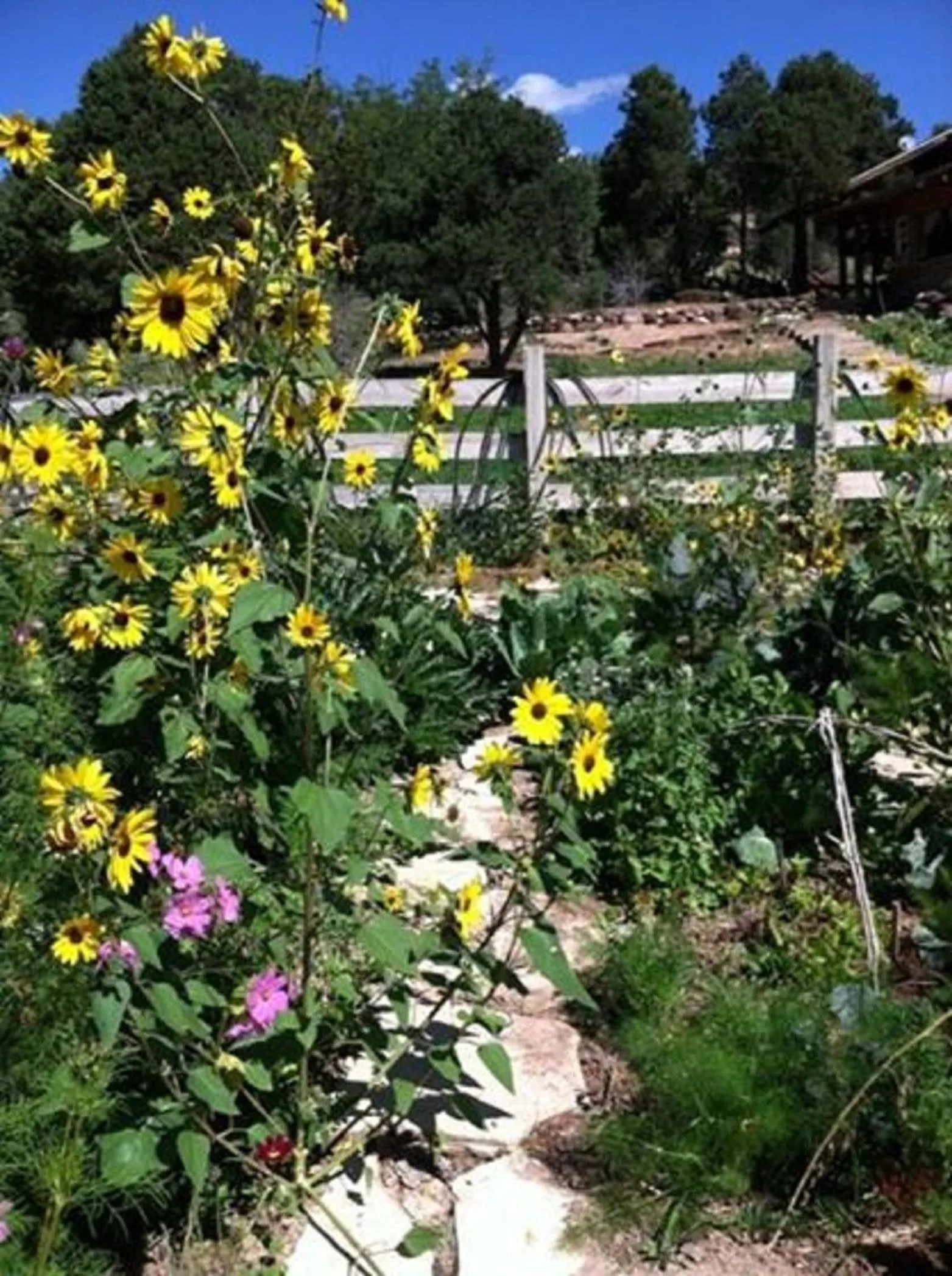 Garden in Boulder Mountain Guest Ranch