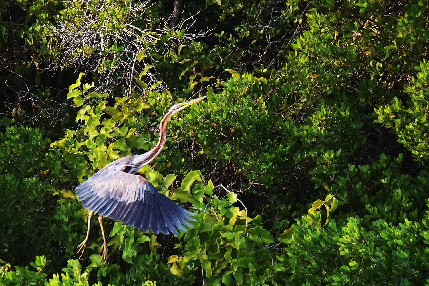 Animals in All View Resort