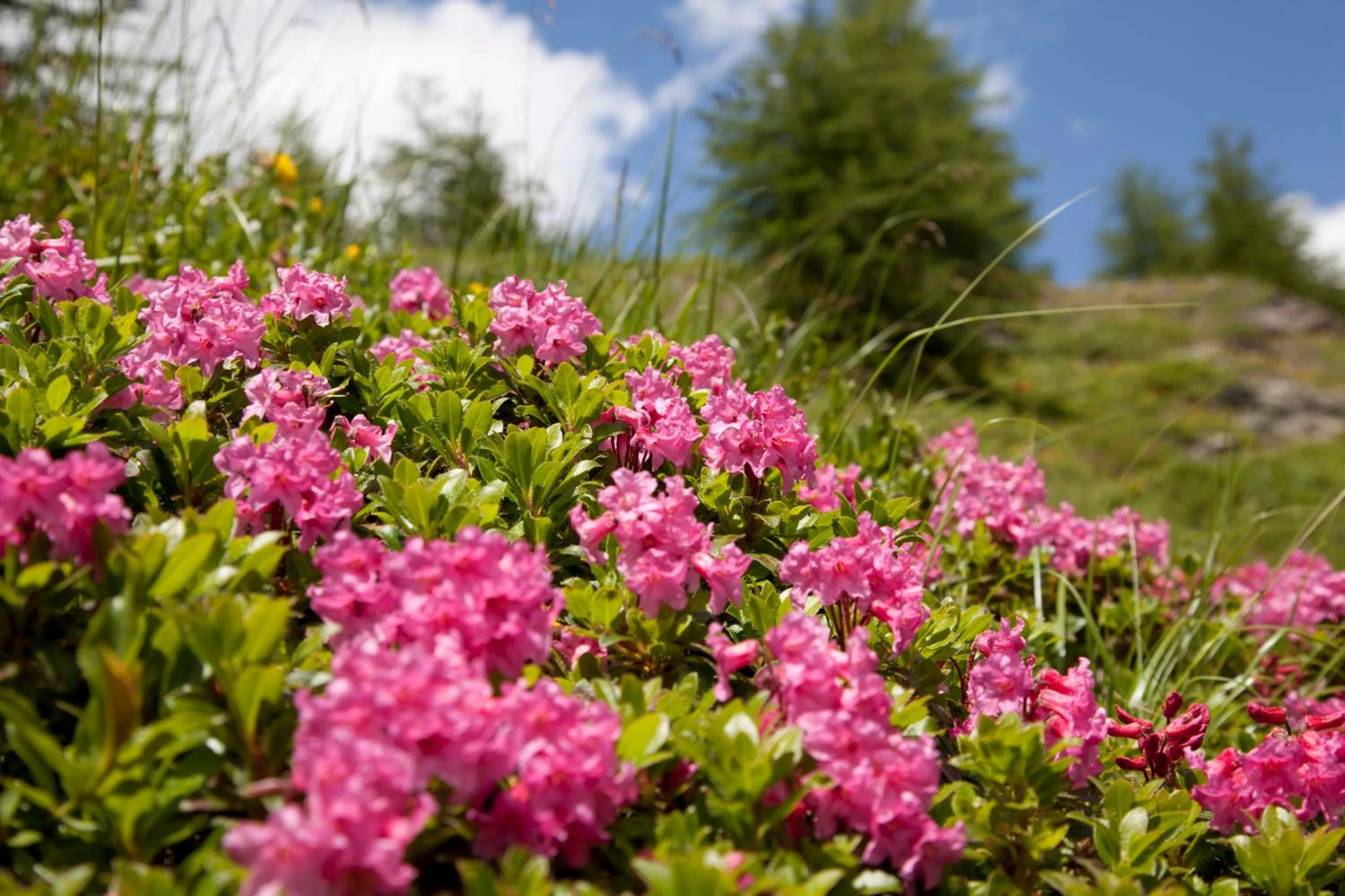 Area and facilities in Hotel Ennskraxblick