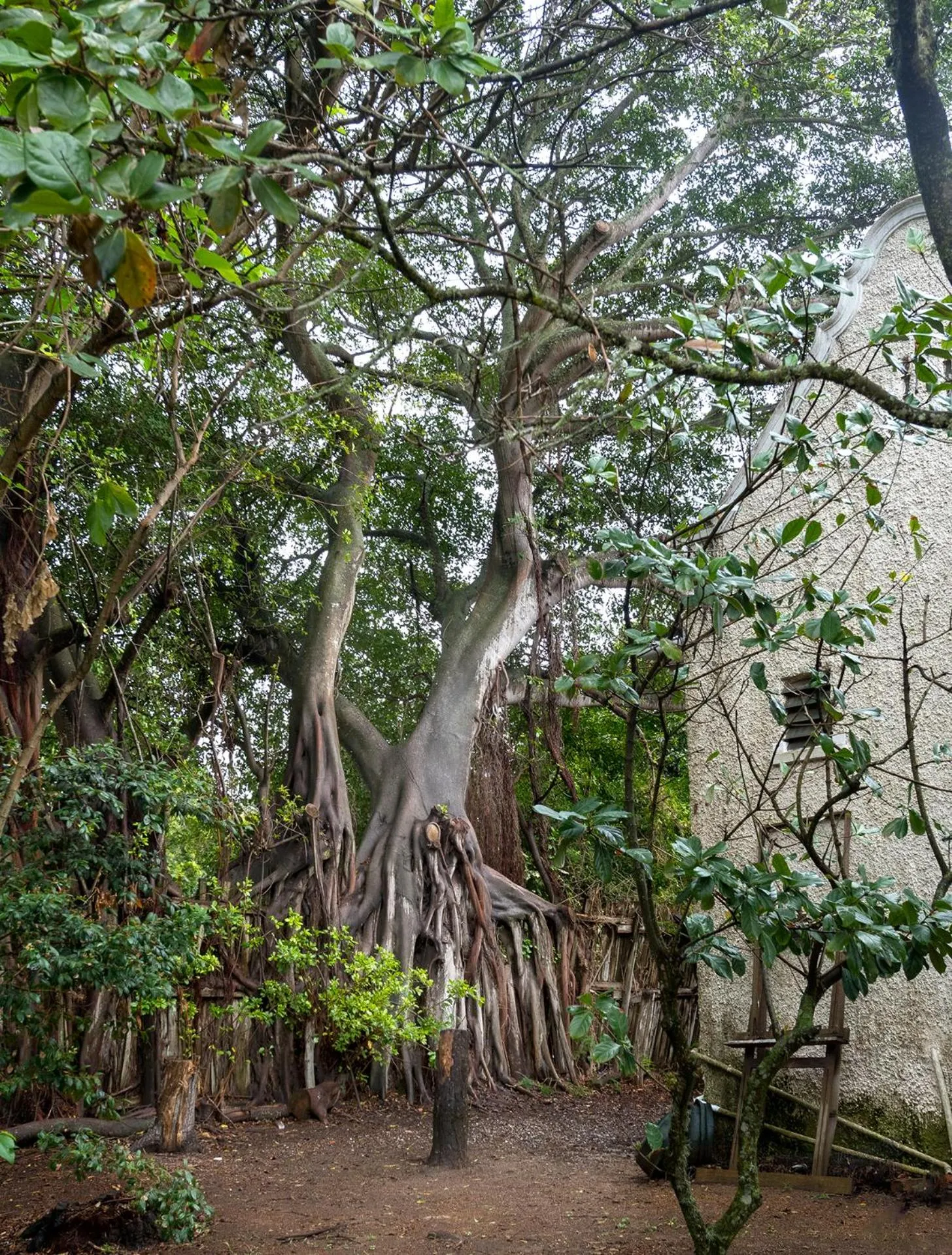 Garden in Seven Gables