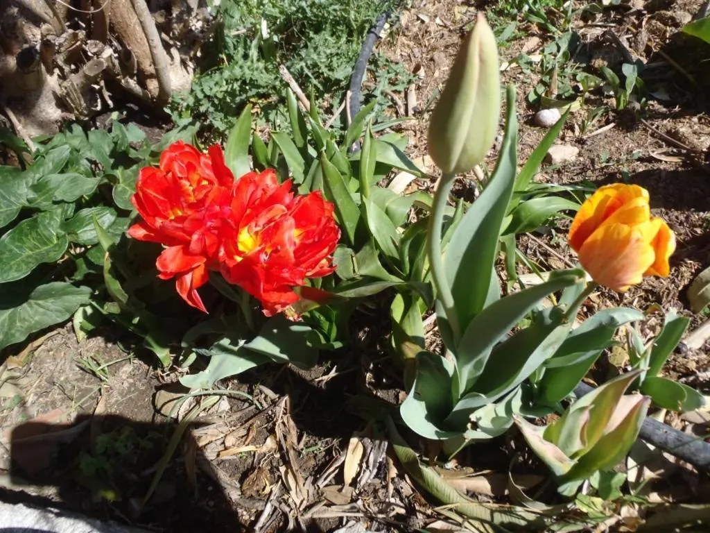 Garden in B&B Villa Sans Souci