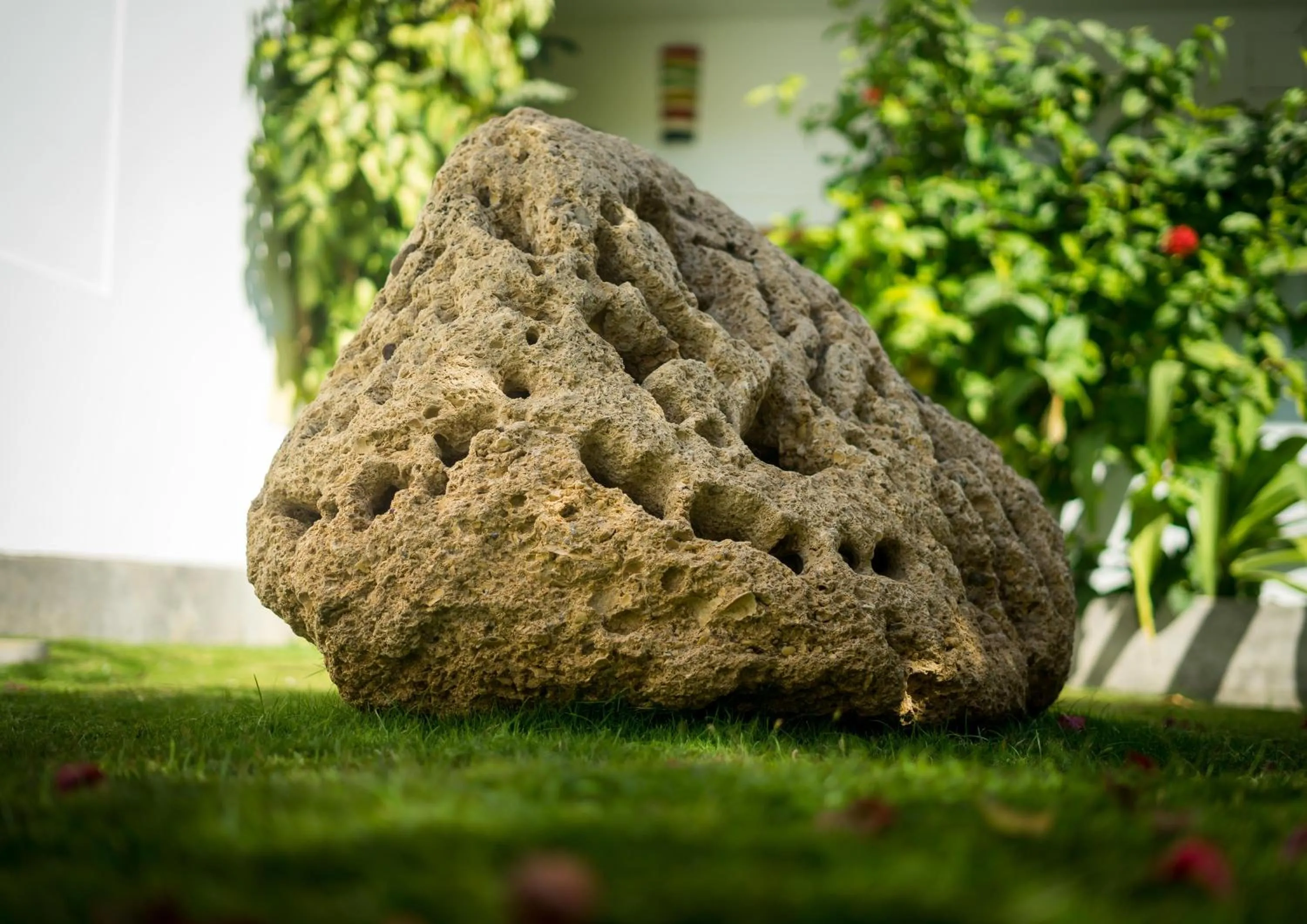 Garden in Sunset Mancora