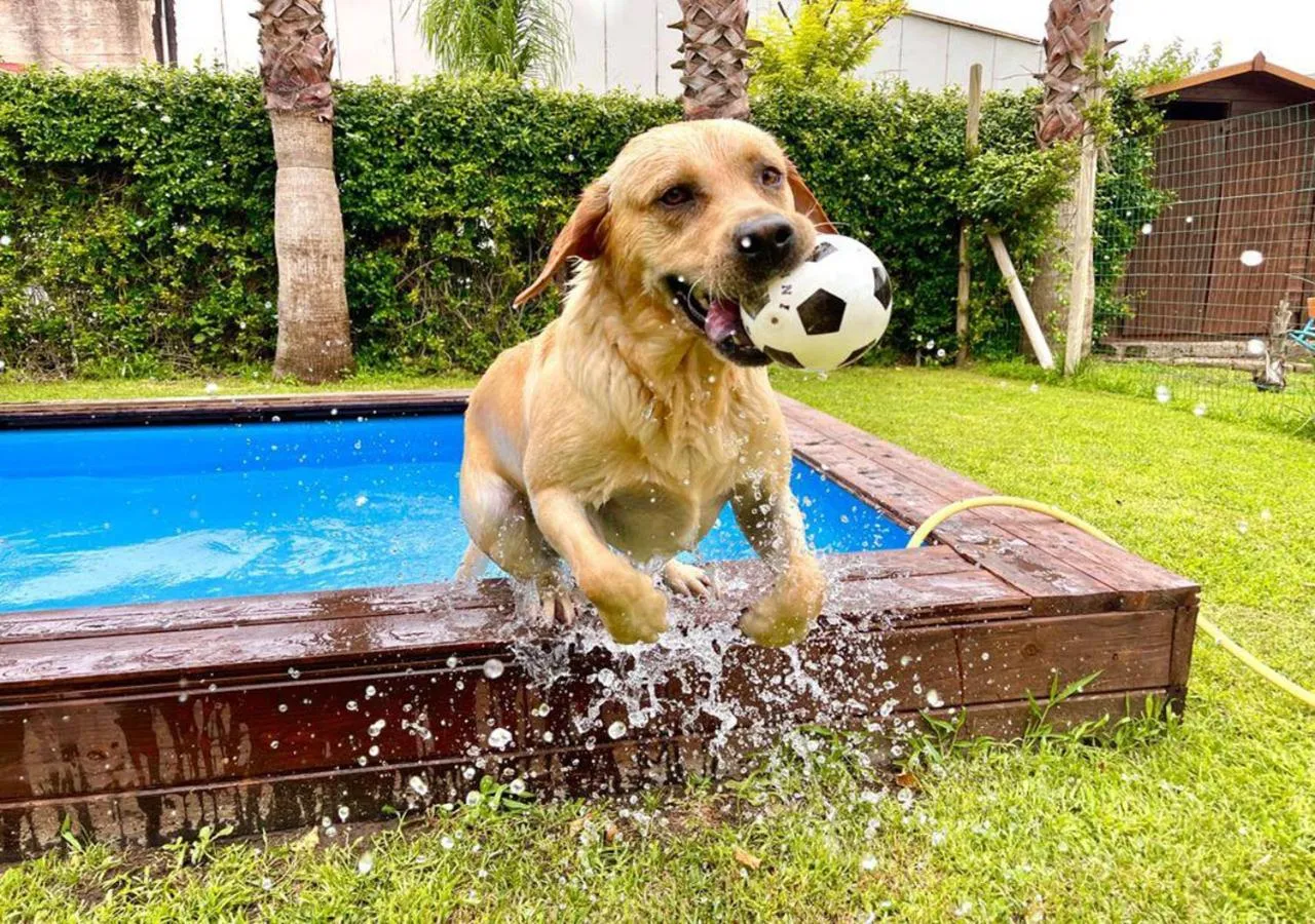 Animals in Hotel la Fenice