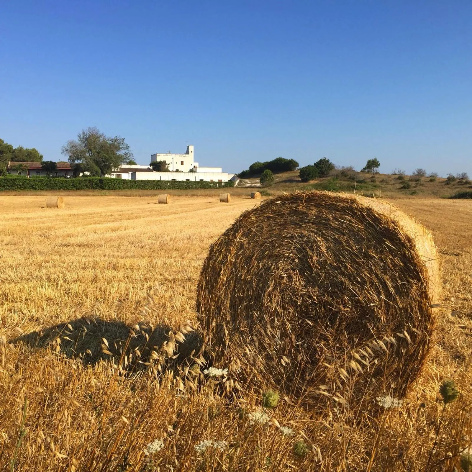 Natural landscape in Masseria Fabrizio