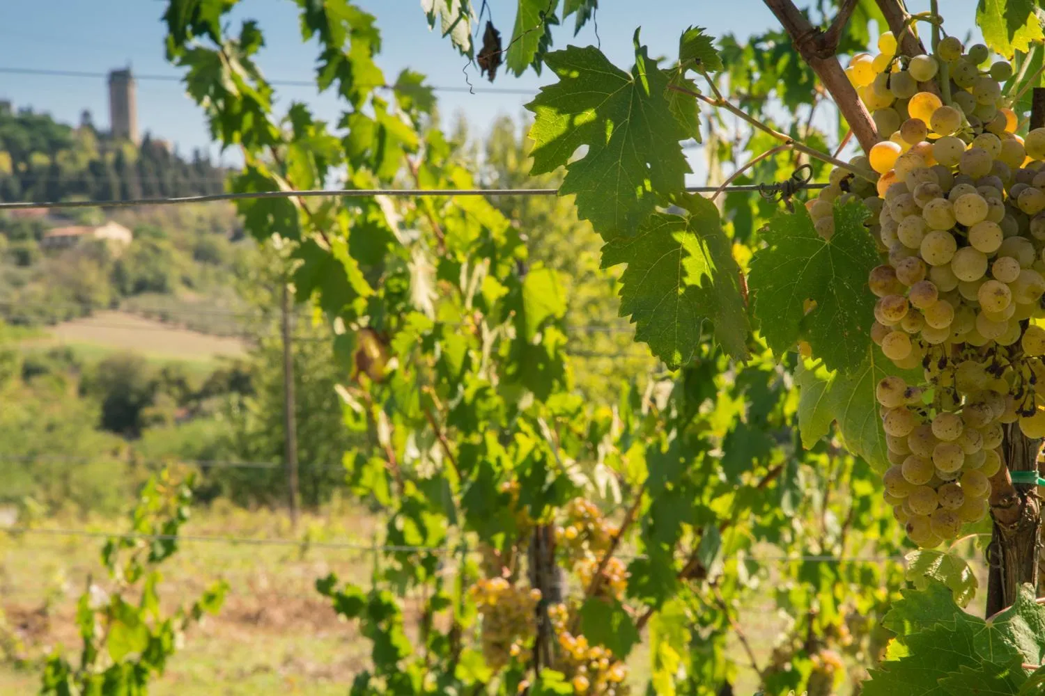 Agriturismo Il Casolare Di Bucciano