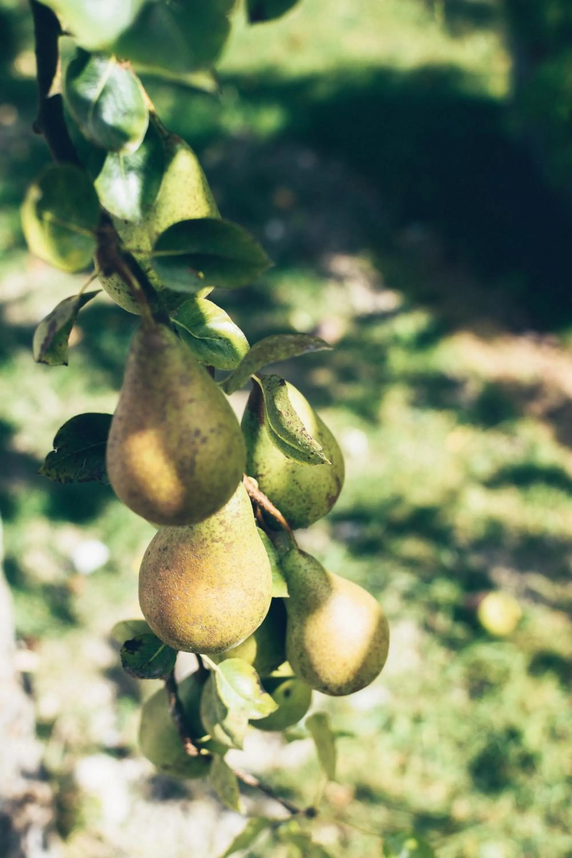 Garden in Chambres d'hôtes Le Clos d'Enhaut