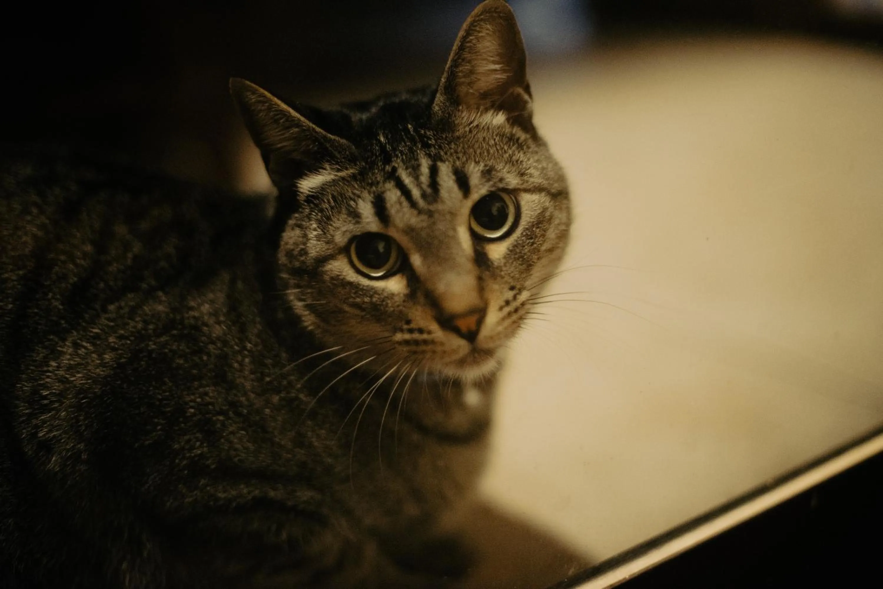 Pets in Wellness pension Coco