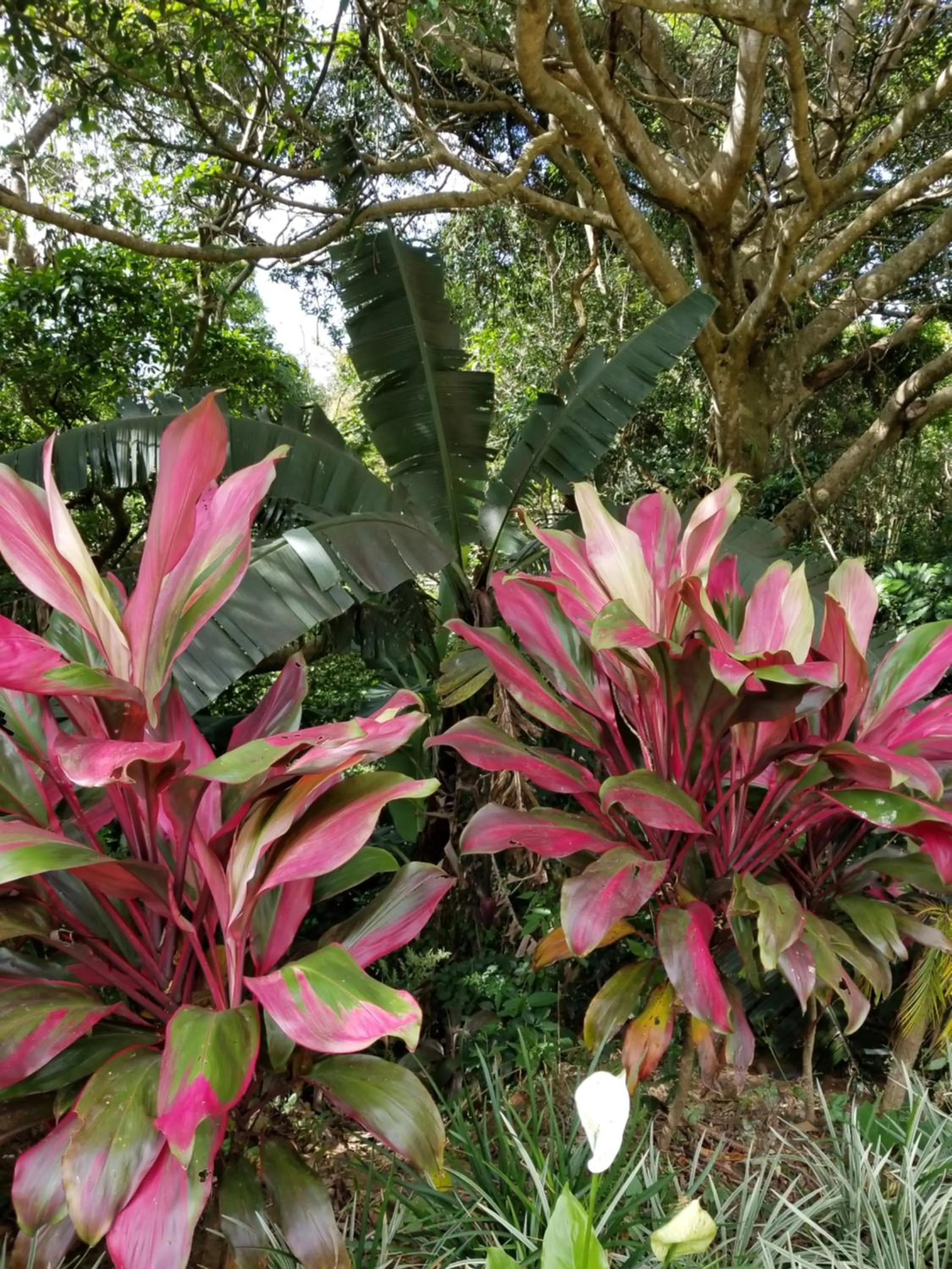 Hotel Monte Campana Heredia