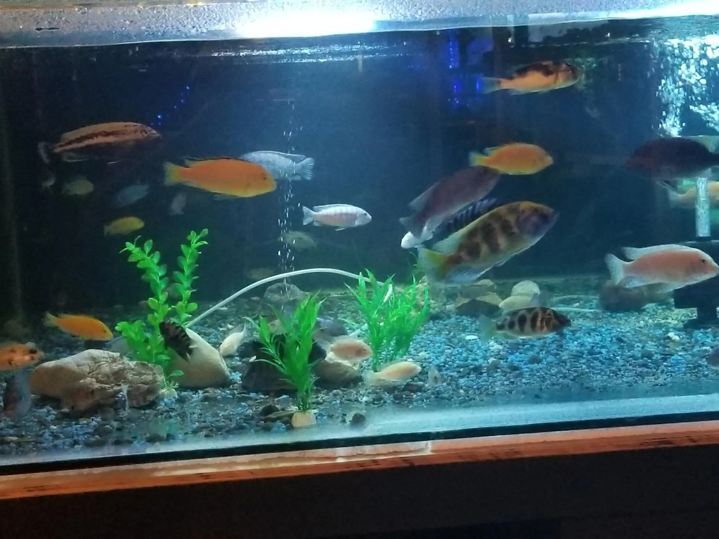 Hotel Monte Campana Heredia