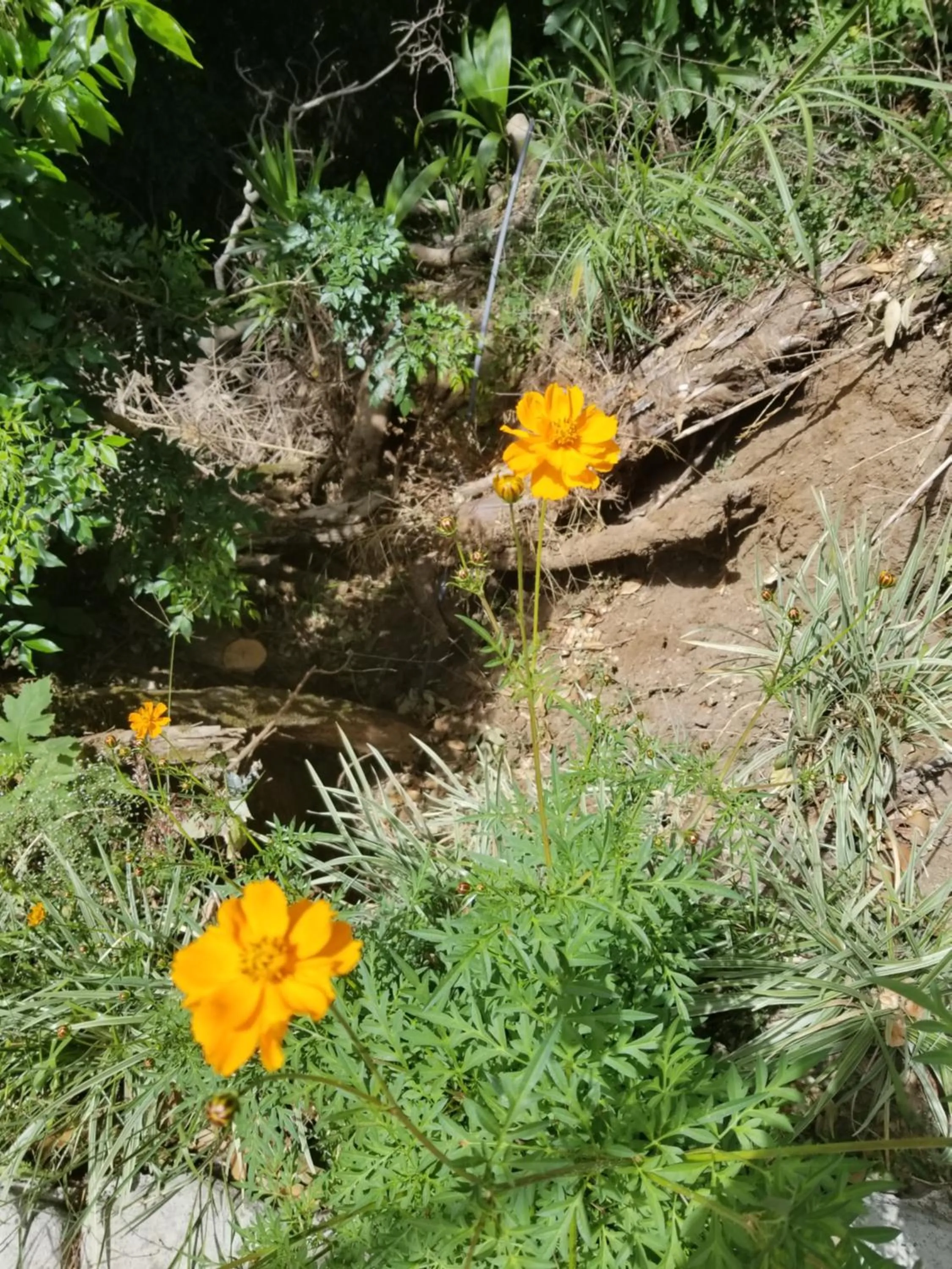 Hotel Monte Campana Heredia