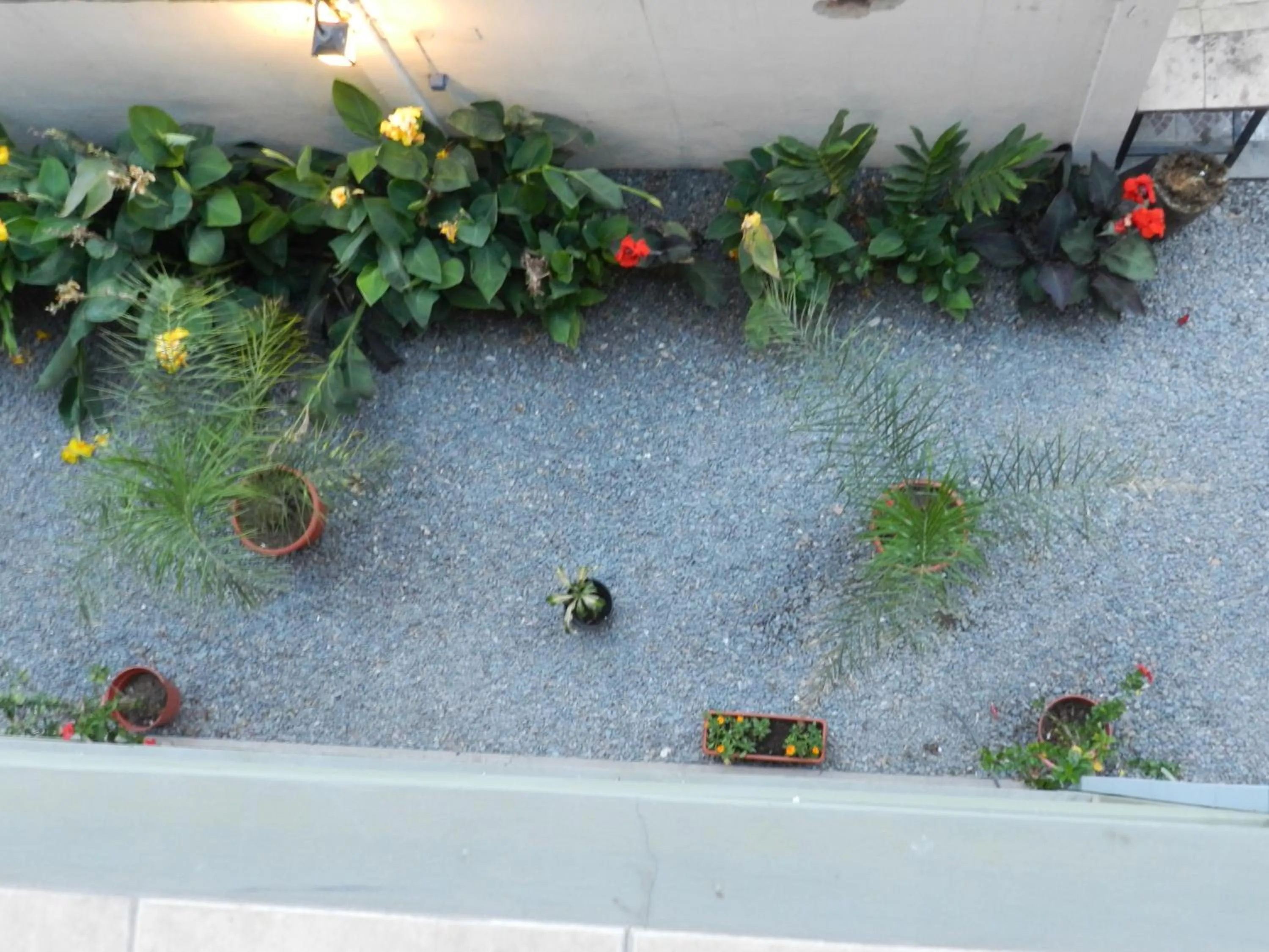 Garden in Hotel Buenos Aires