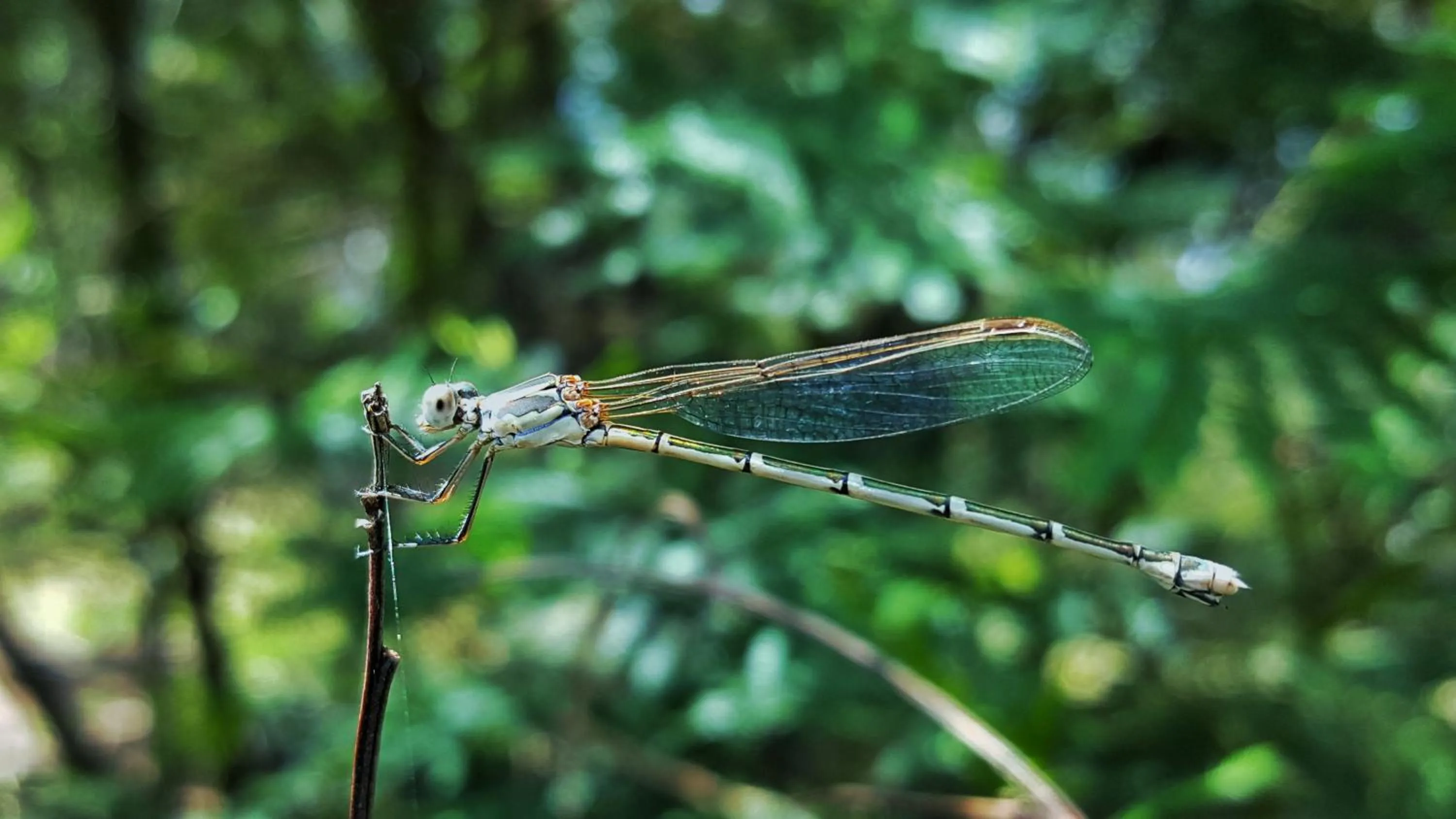 Animals in Maya Sanctuary