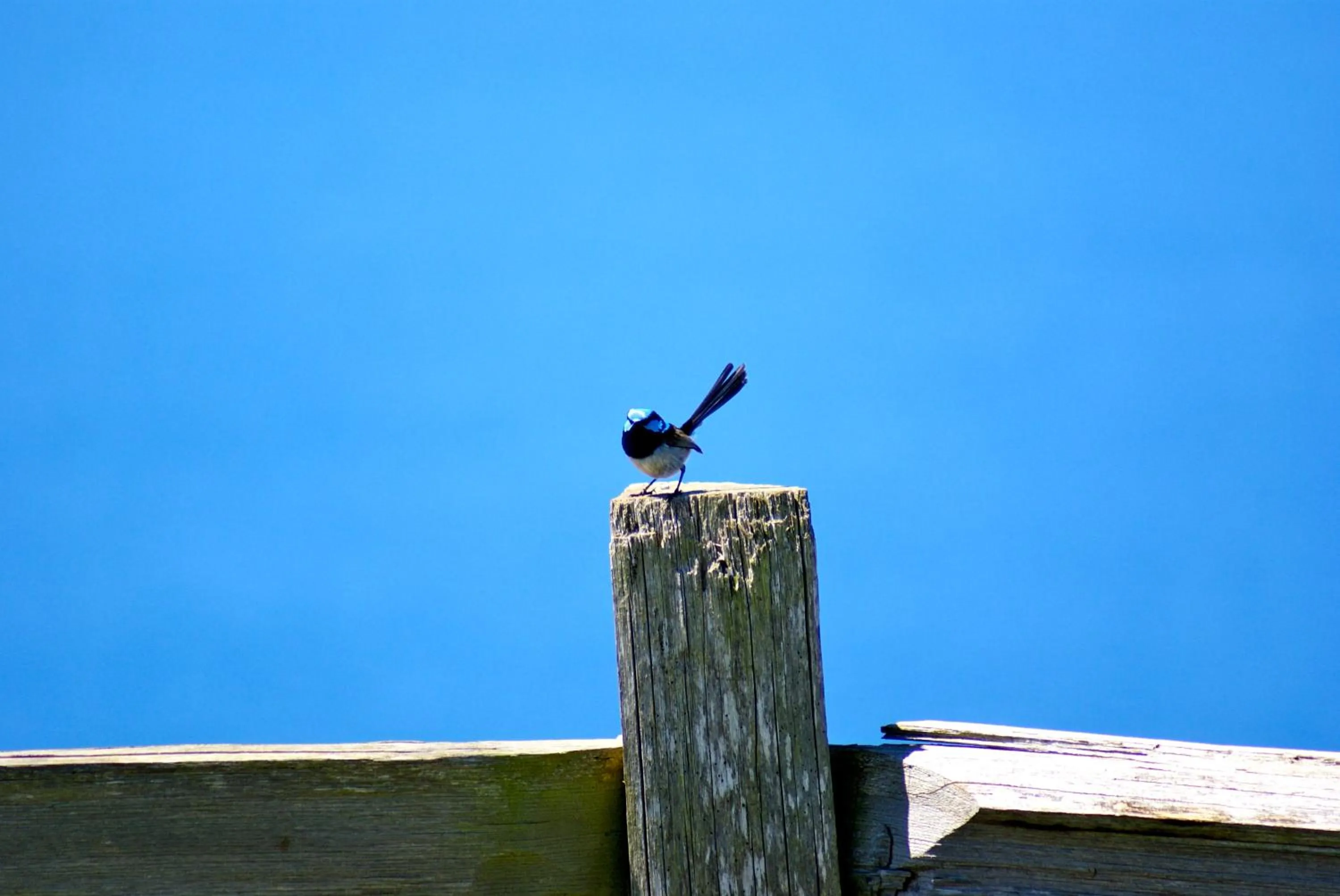 Garden view in Daysy Hill Country Cottages